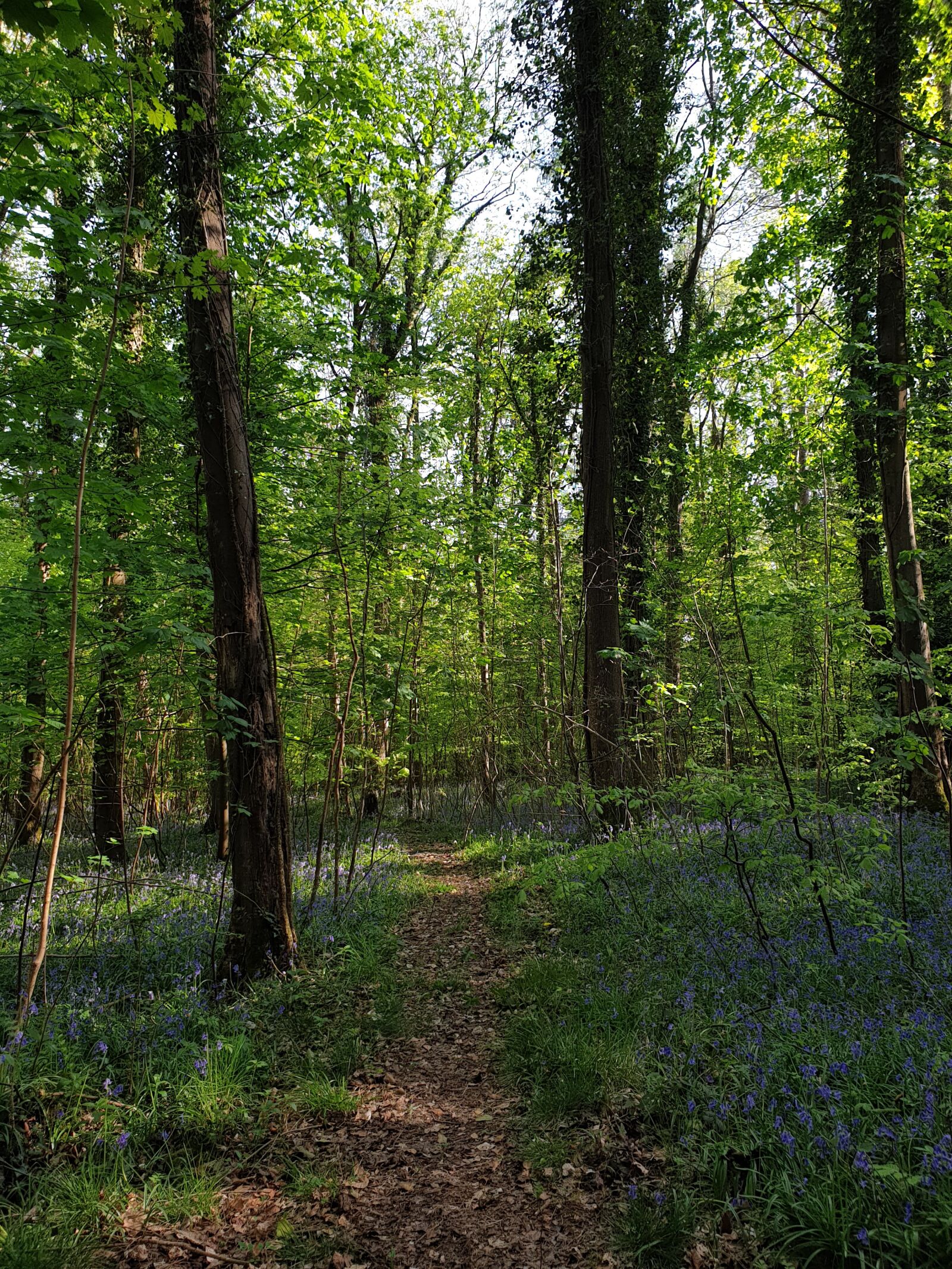 Samsung Galaxy S9+ sample photo. Forest, bluebells, england photography