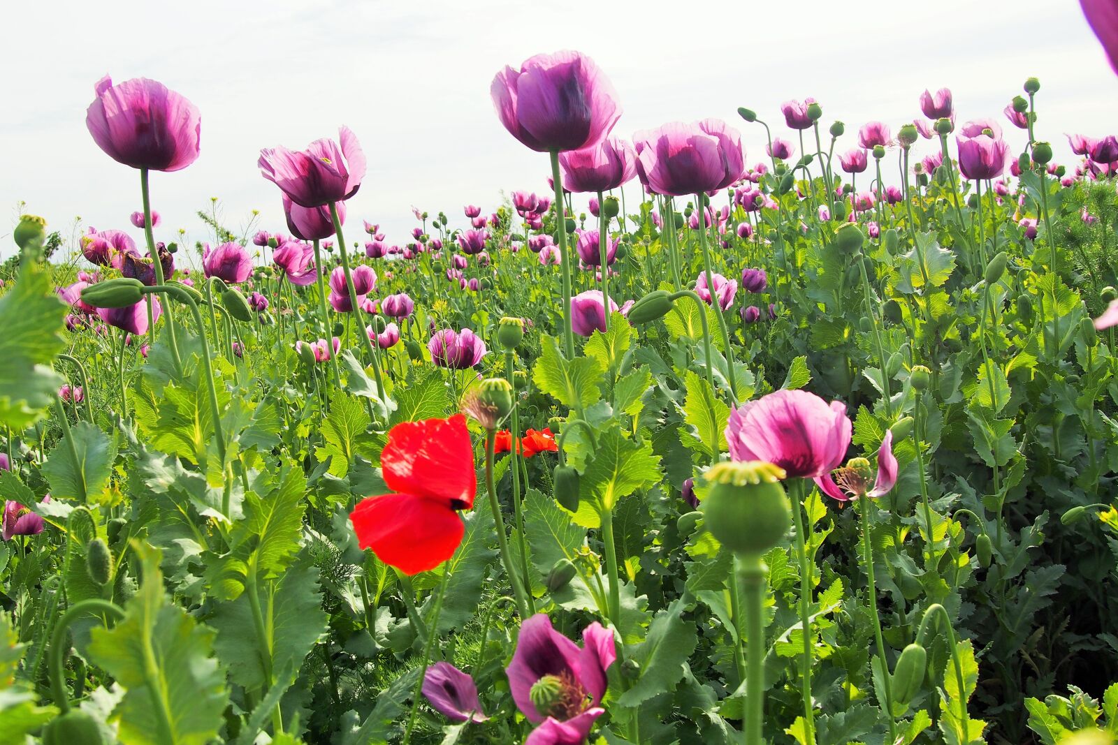 Olympus PEN E-PL6 sample photo. Slovakia, fields, country photography