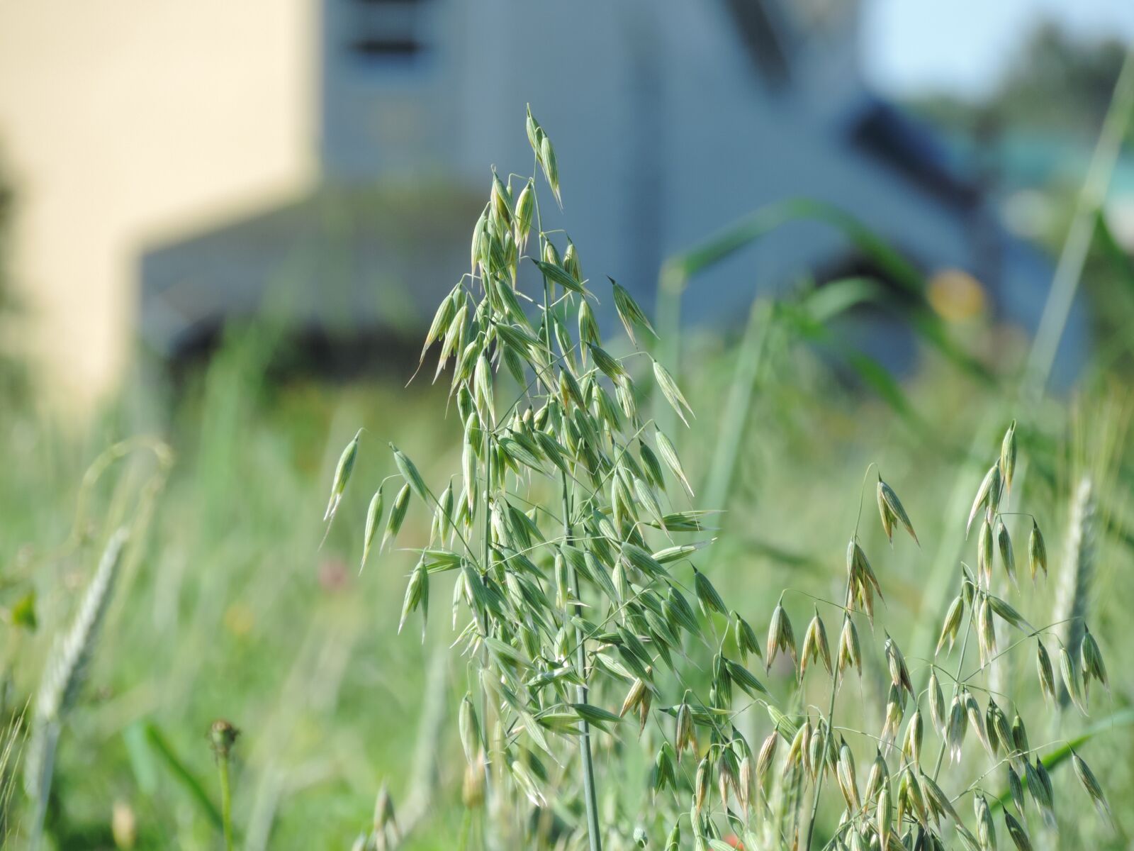 Nikon Coolpix P520 sample photo. Growth, flora, grass photography
