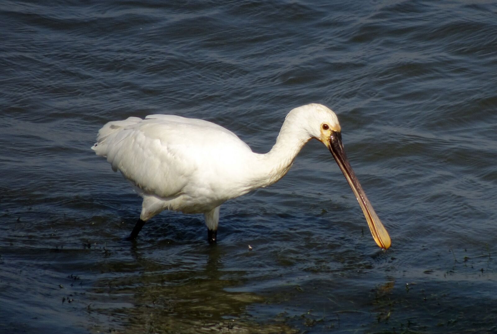 Sony Cyber-shot DSC-HX90V sample photo. Bird, eurasian spoonbill, common photography