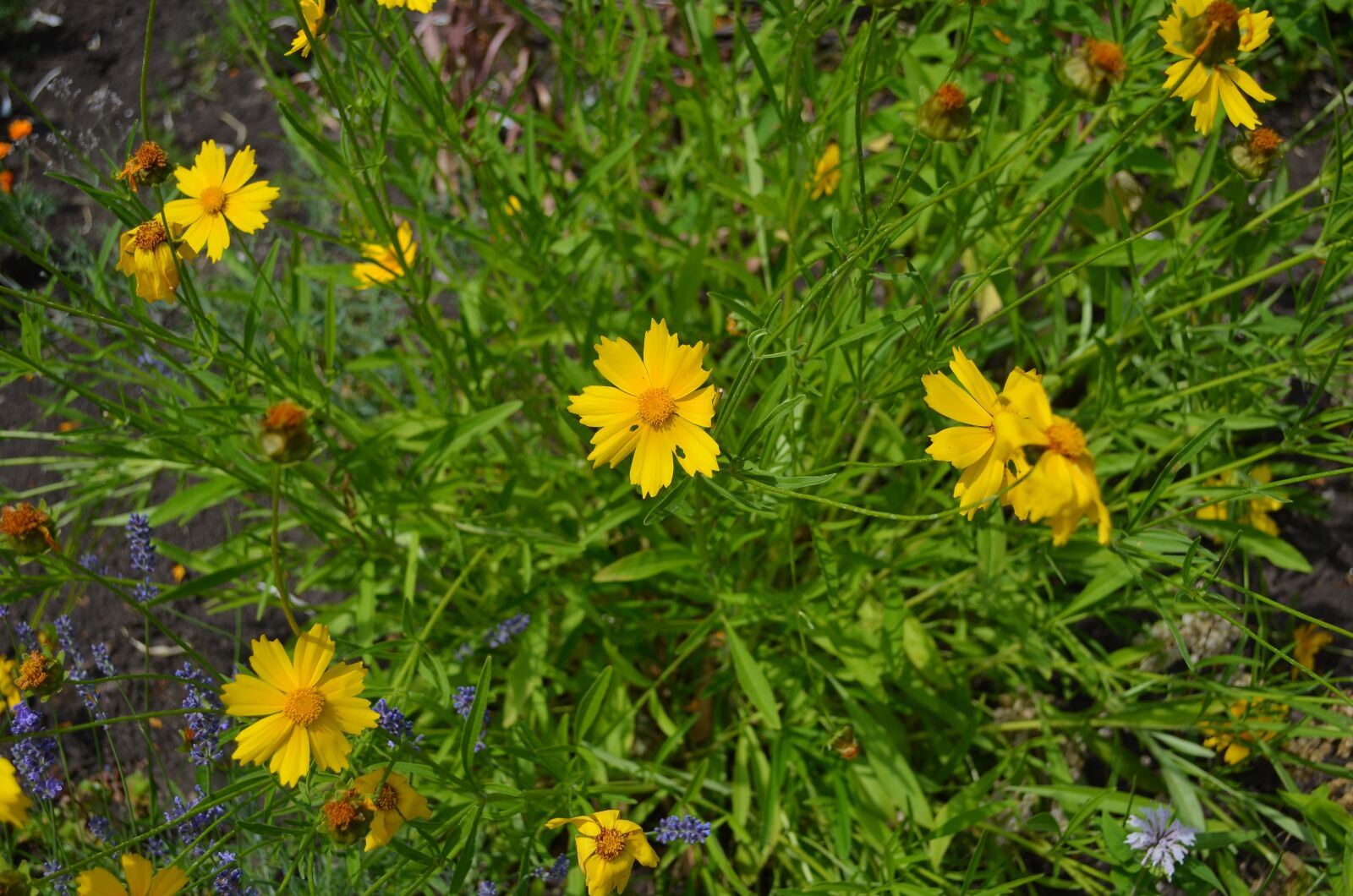Nikon D5100 sample photo. Summer, flower, daisy photography