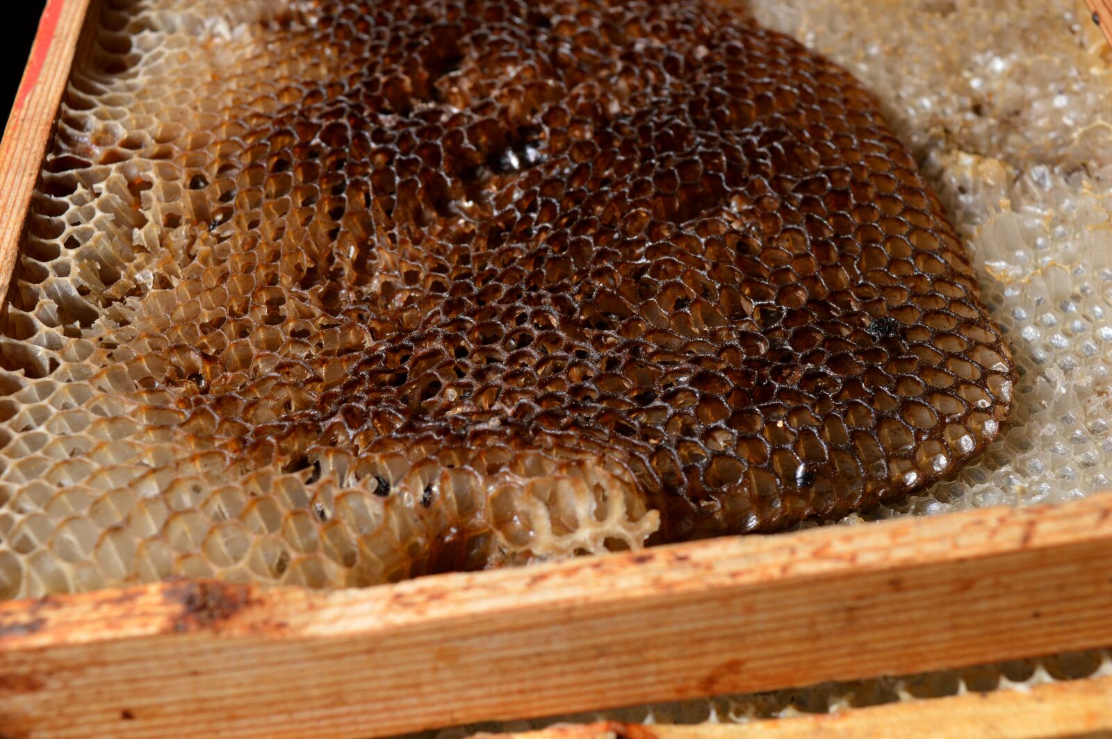 Nikon D3200 sample photo. Honeycomb, frames, wax photography