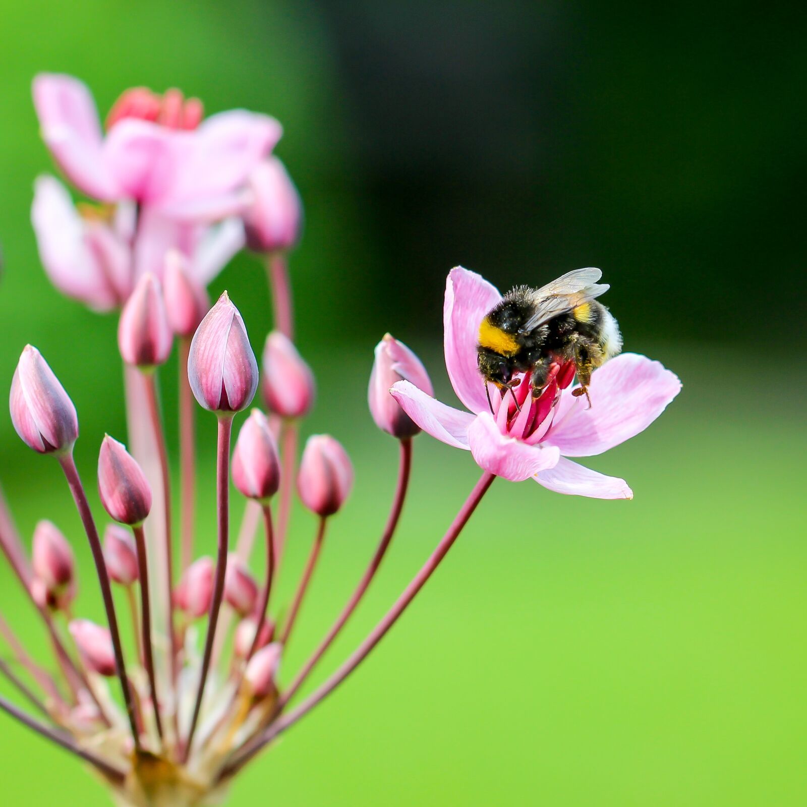 Canon EOS 700D (EOS Rebel T5i / EOS Kiss X7i) + Canon TAMRON SP 90mm F/2.8 Di VC USD MACRO1:1 F004 sample photo. Hummel, blossom, bloom photography