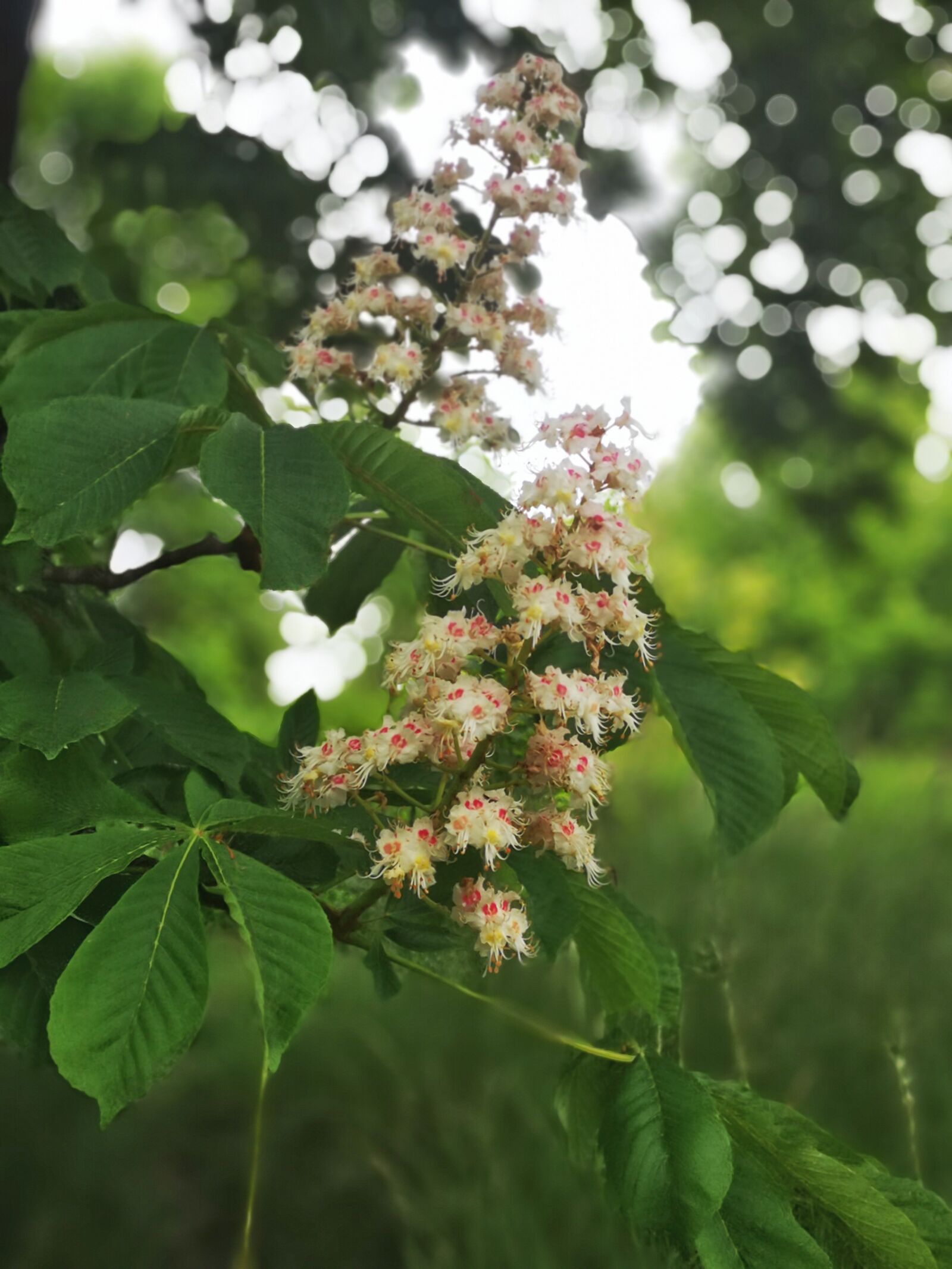 HUAWEI P20 sample photo. Tree, horse chestnut, flower photography