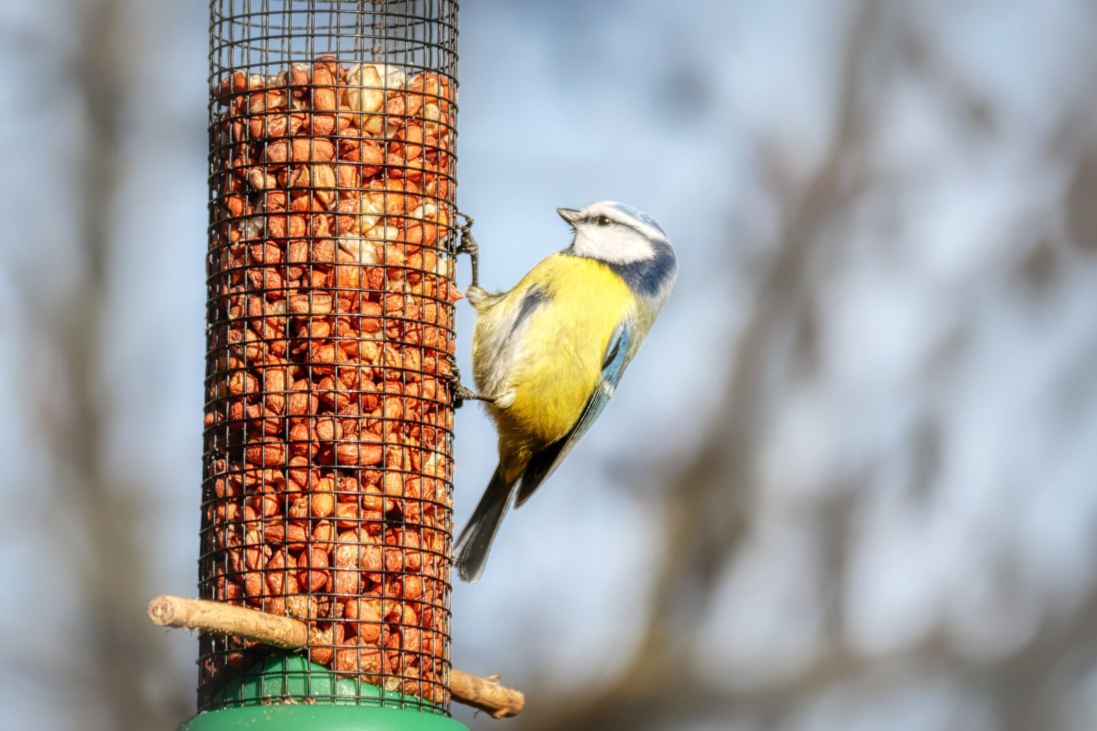 Panasonic Lumix DC-G90 (Lumix DC-G91) sample photo. Bird, feeding, garden photography