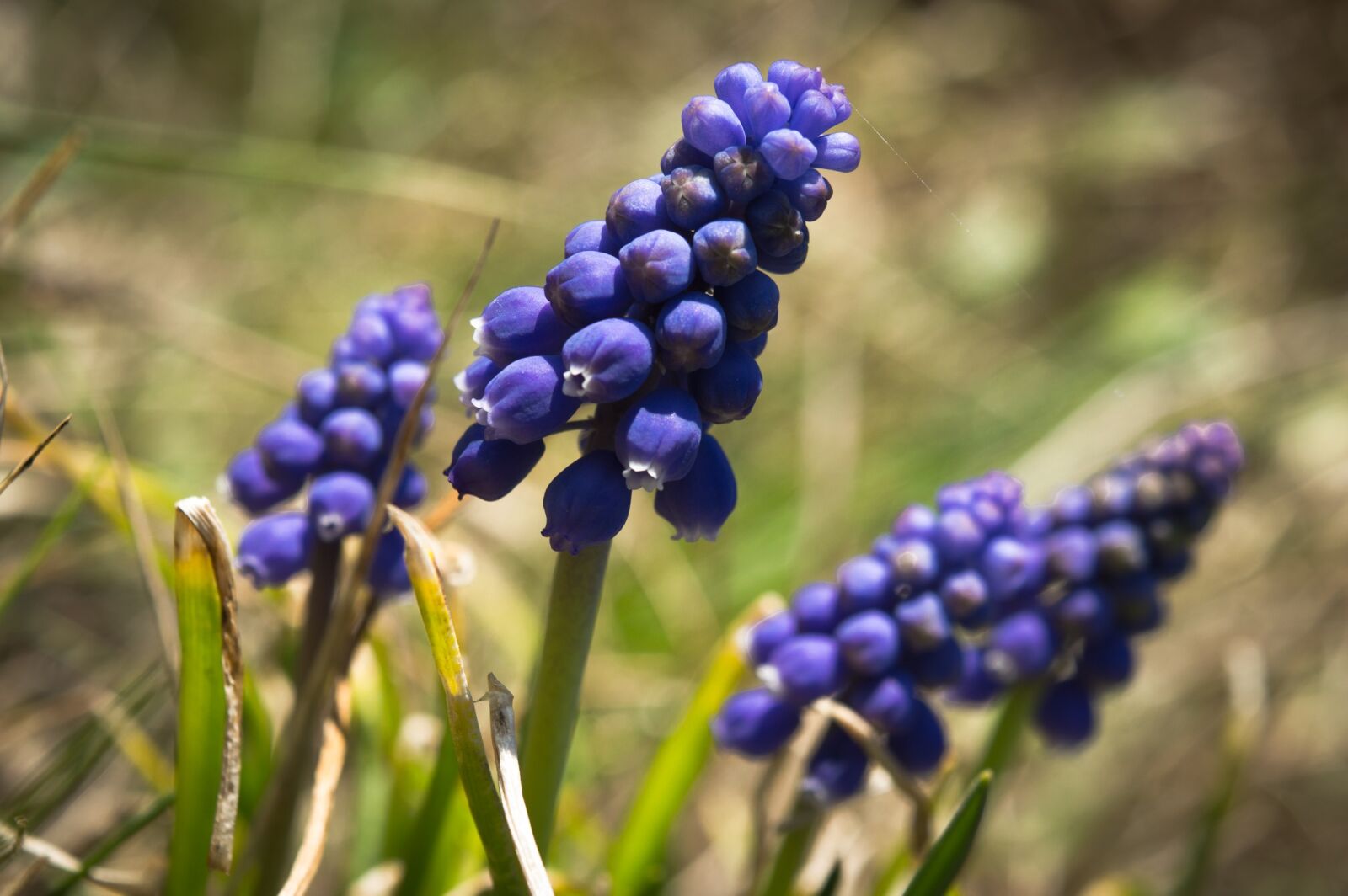 Nikon D3200 sample photo. Spring, floral, spring flowers photography