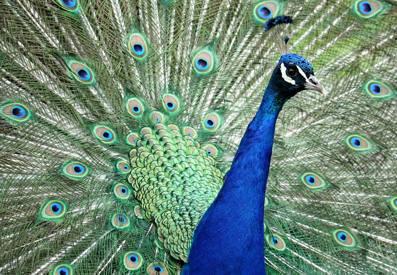 Canon EOS 550D (EOS Rebel T2i / EOS Kiss X4) sample photo. Peacock, animal, bird photography