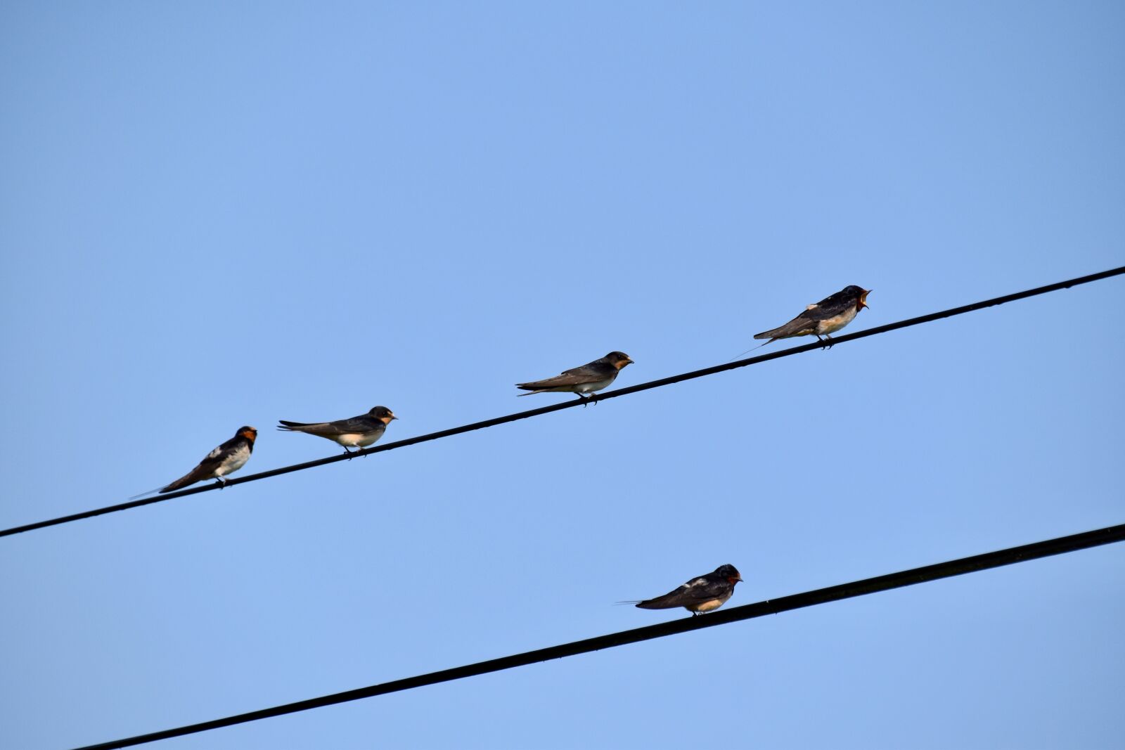 Nikon D5600 sample photo. Birds, swallow, swallows photography