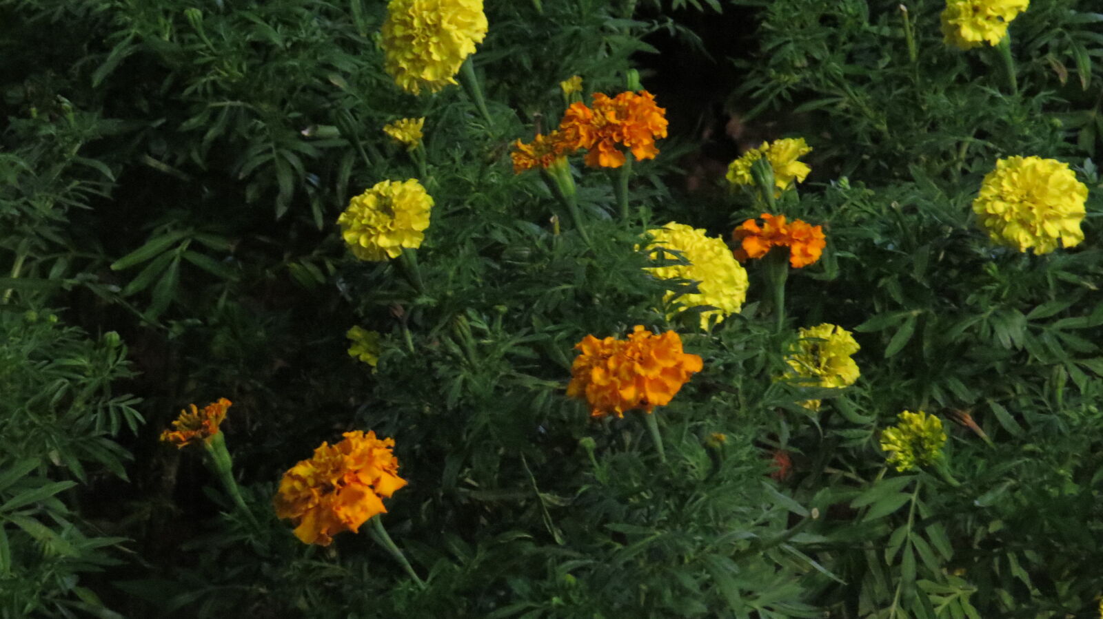 Canon PowerShot SX50 HS sample photo