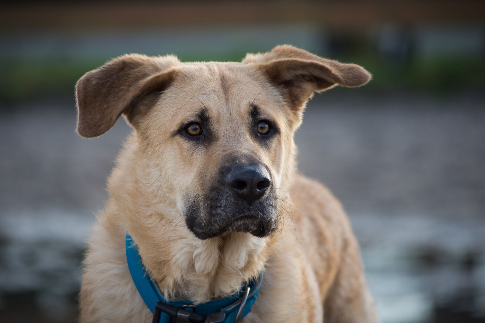 Nikon D7200 sample photo. Dog, cute, mammal photography