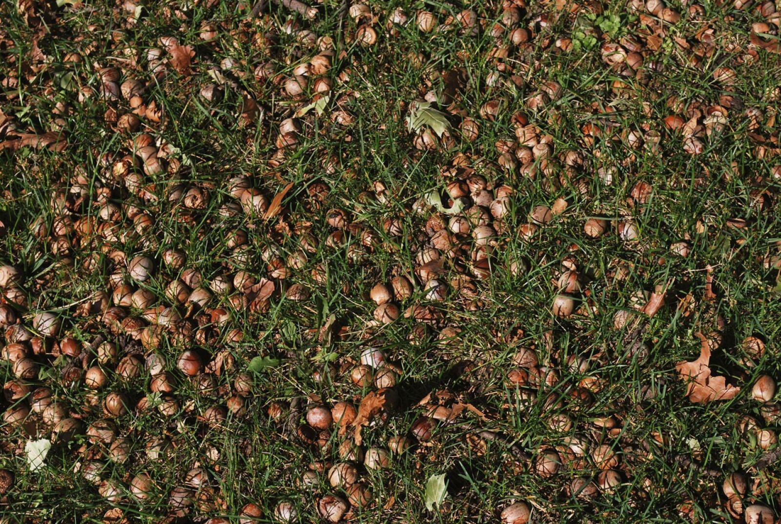 Nikon D60 sample photo. Acorn, grass, nut photography
