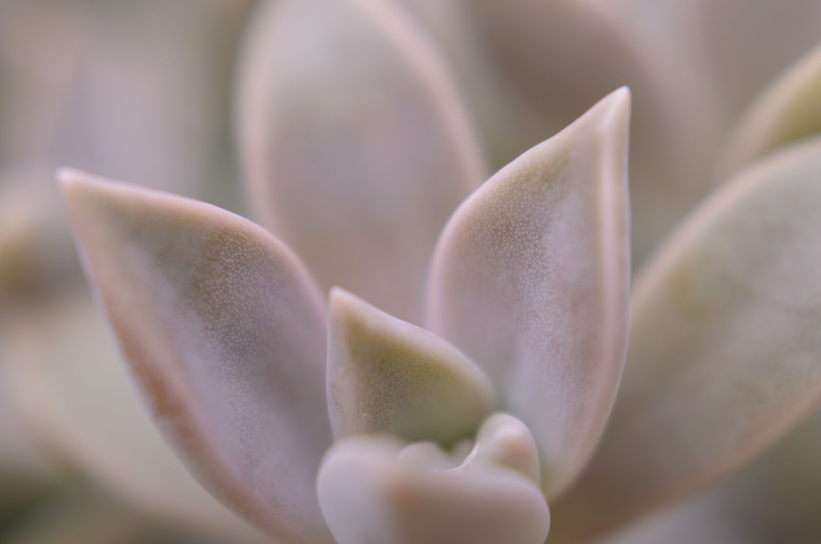 Nikon D7000 + Nikon AF-S Nikkor 50mm F1.8G sample photo. Abstract, abstrato, background, brazilian photography