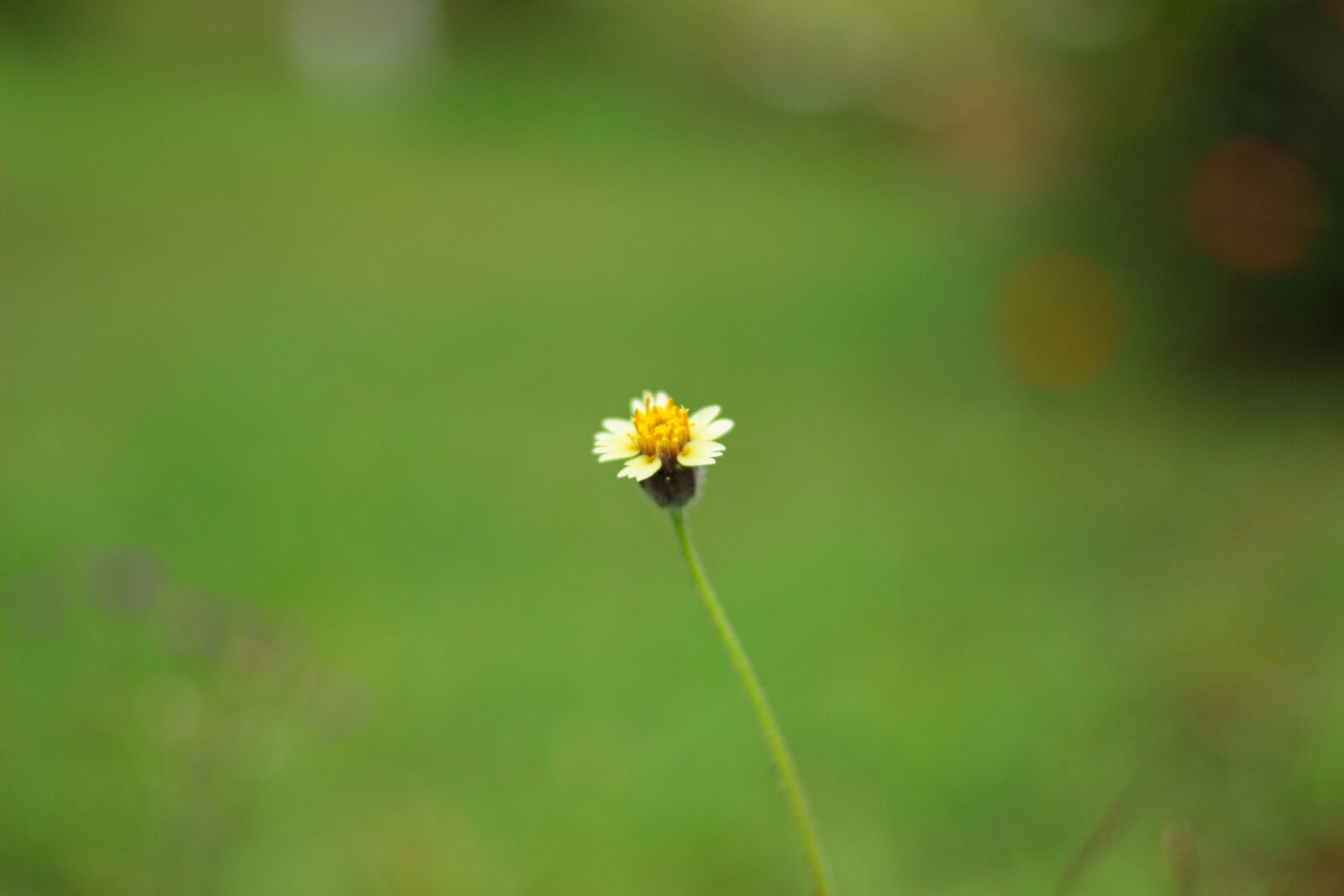 Canon EOS 700D (EOS Rebel T5i / EOS Kiss X7i) sample photo. Blossom, nature, pacific photography