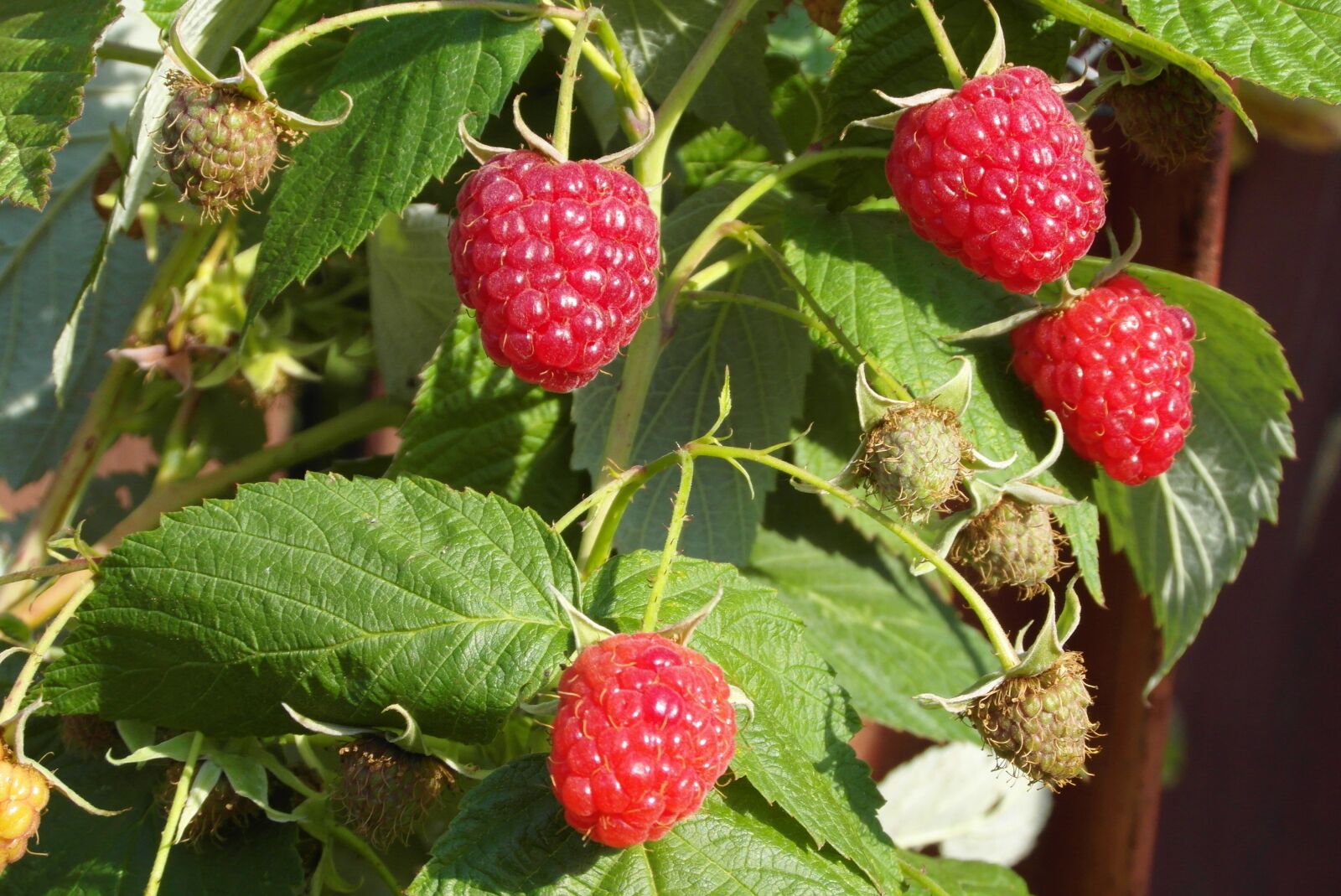 Samsung WB750 sample photo. Raspberries, fruit, red photography