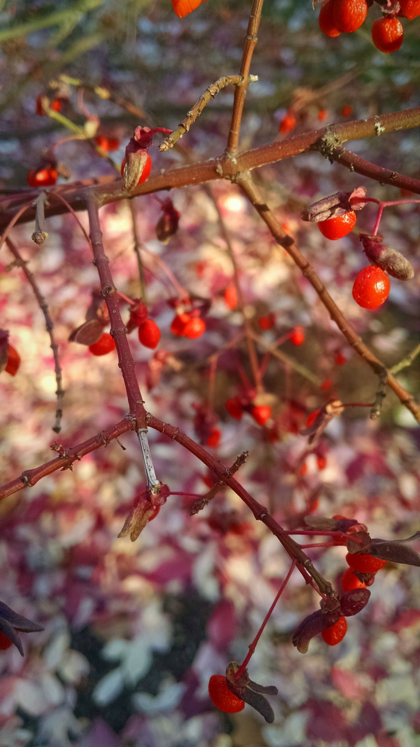 Motorola Moto X (1st Gen) sample photo. Berry, bush, nature photography