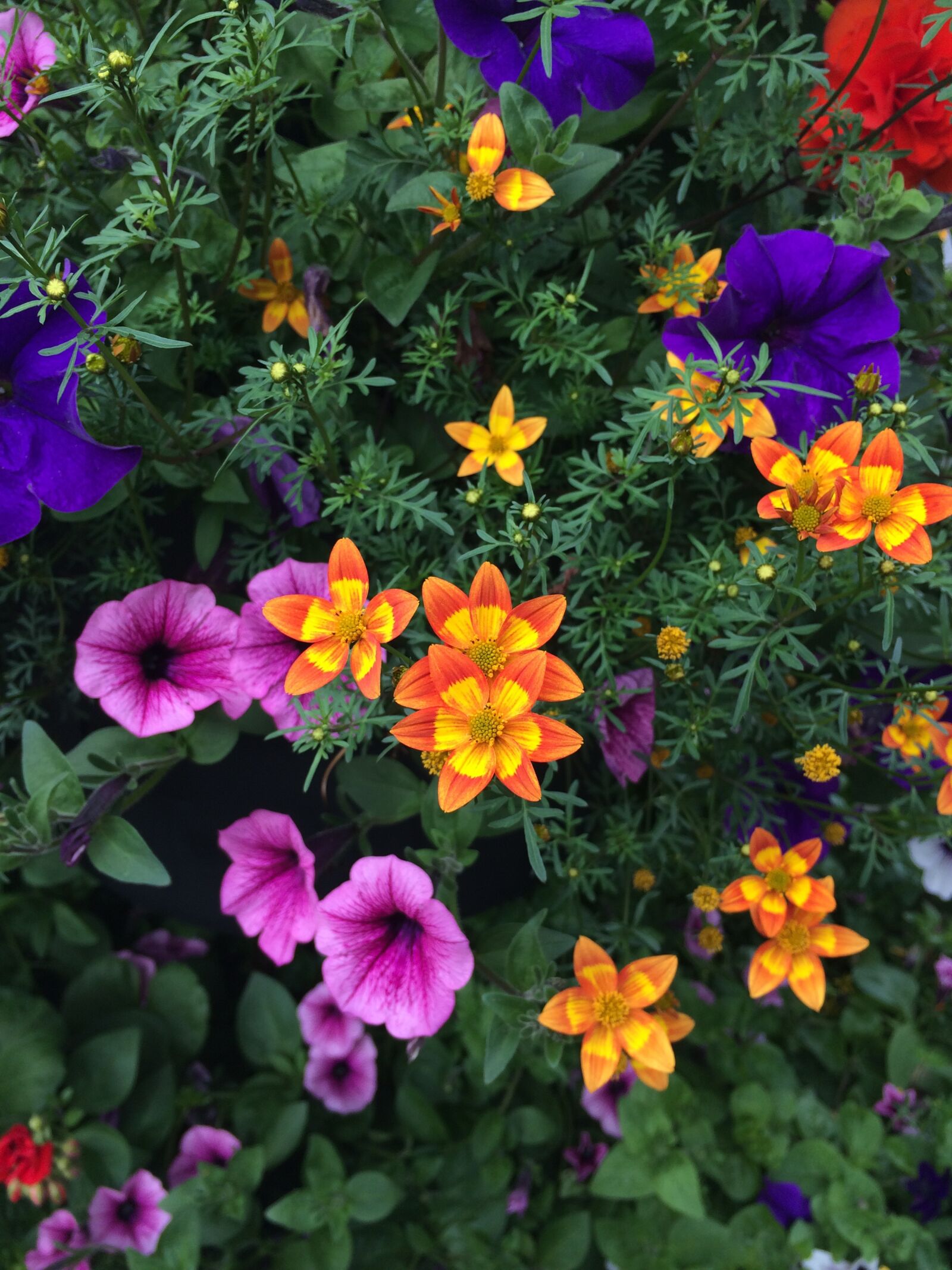 Apple iPhone 5s sample photo. Flowers, pansies, pansy photography