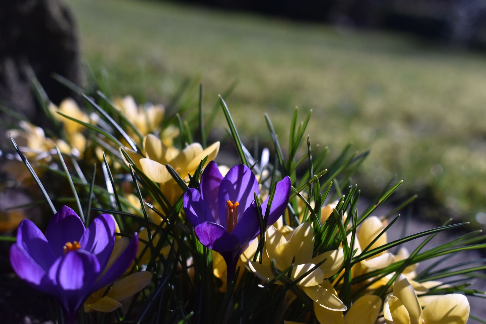 Nikon D3400 sample photo. Yellow, blue, flower photography