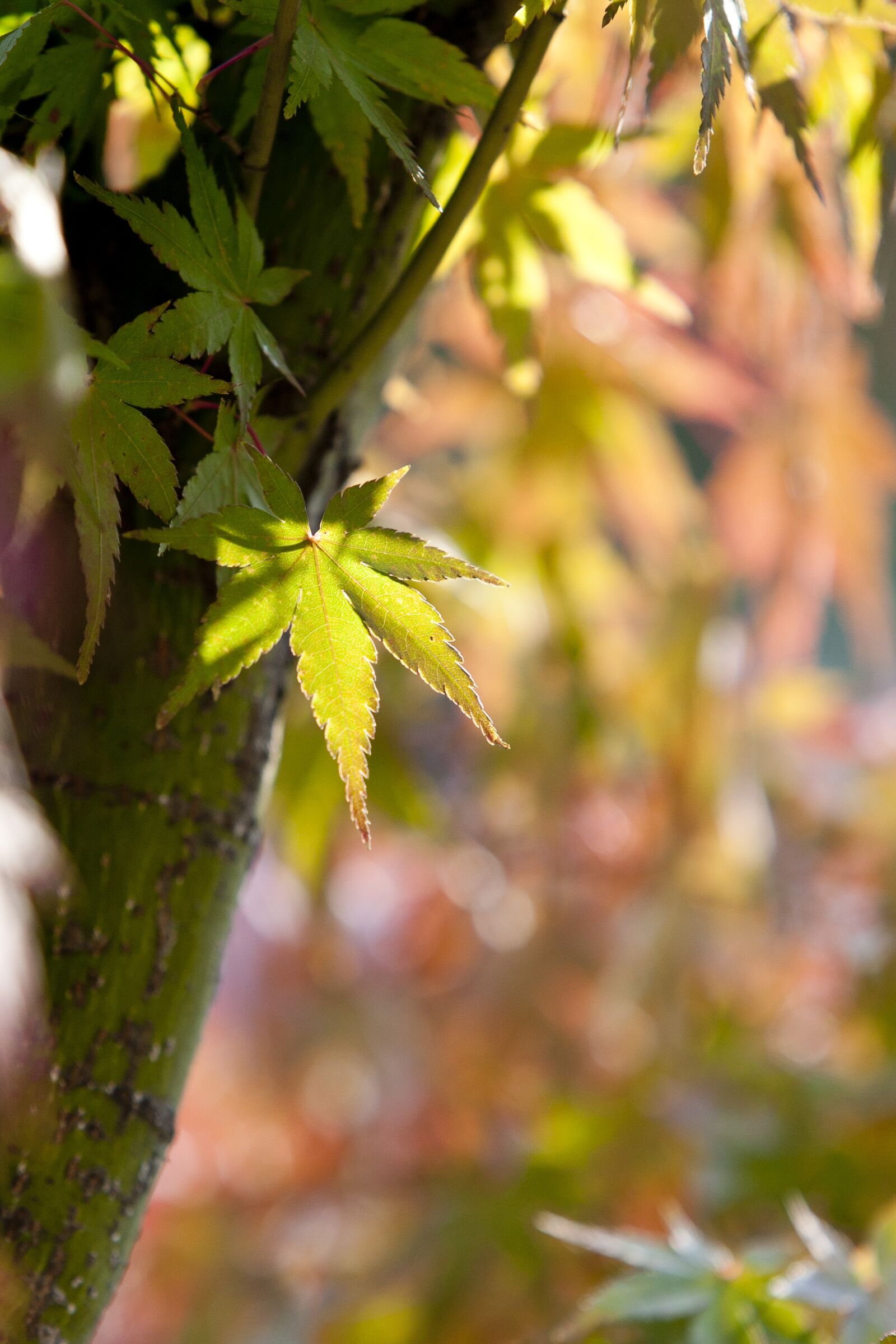 Canon EOS 5D sample photo. Autumn leaves, autumn, leaves photography