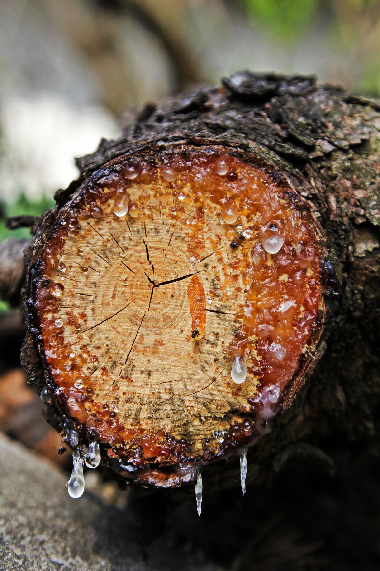 Canon EOS 60D + Canon EF 24-105mm F4L IS USM sample photo. Bitumen, resin, resin discharge photography