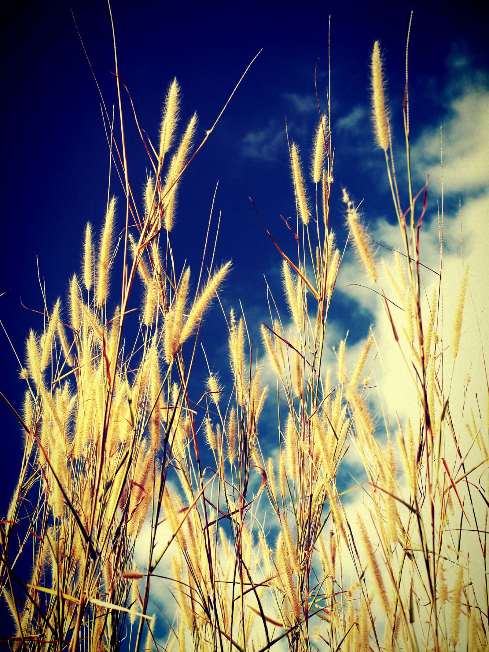Olympus E-300 (EVOLT E-300) sample photo. Field, filter, flora photography