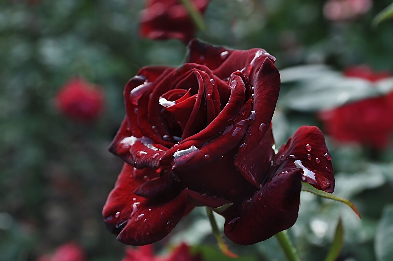 Nikon D90 sample photo. Rose, rosa, burgundy photography