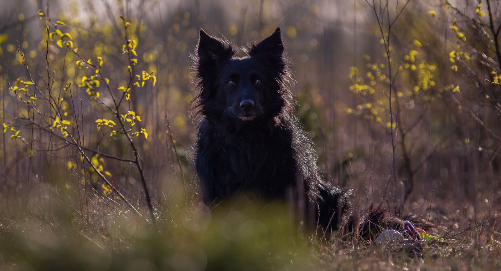 Canon EOS 700D (EOS Rebel T5i / EOS Kiss X7i) sample photo. Border collie, dog, black photography