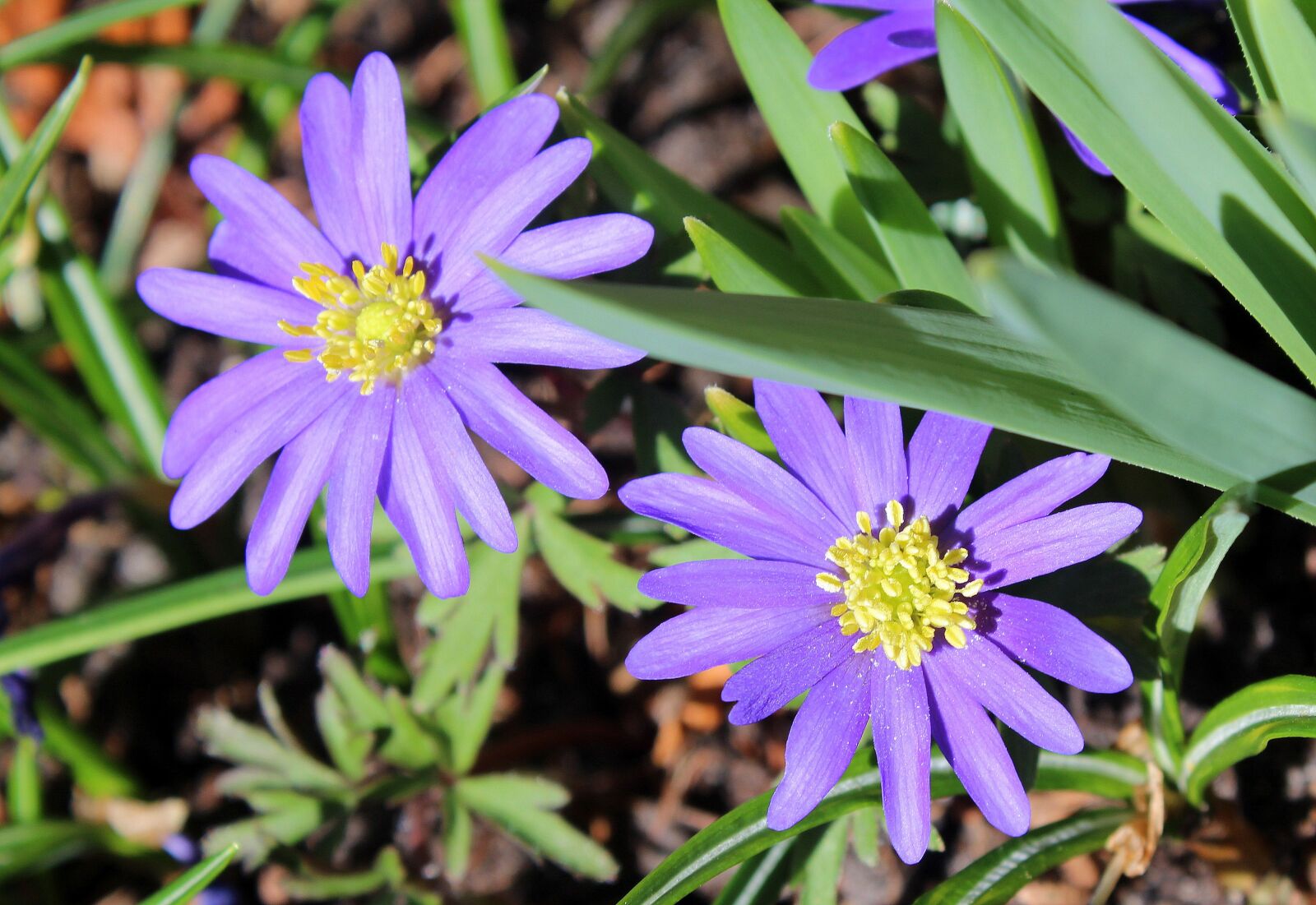 Canon EOS 1200D (EOS Rebel T5 / EOS Kiss X70 / EOS Hi) sample photo. Spring flowers, nature, flower photography