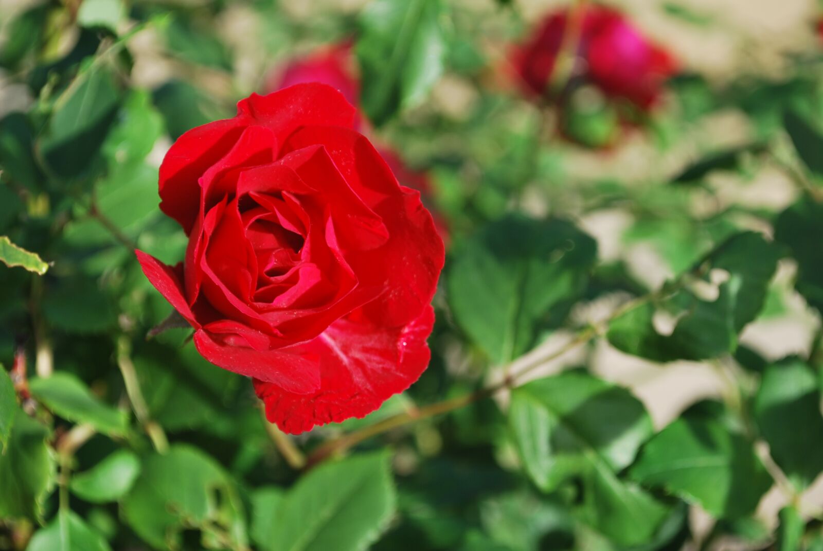 Nikon D60 sample photo. Rose, summer photography