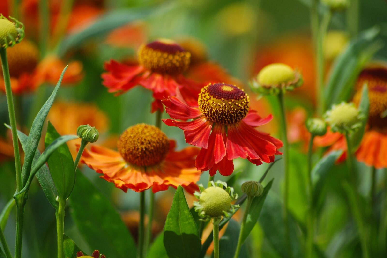 Nikon D40 sample photo. Japan, natural, plant photography