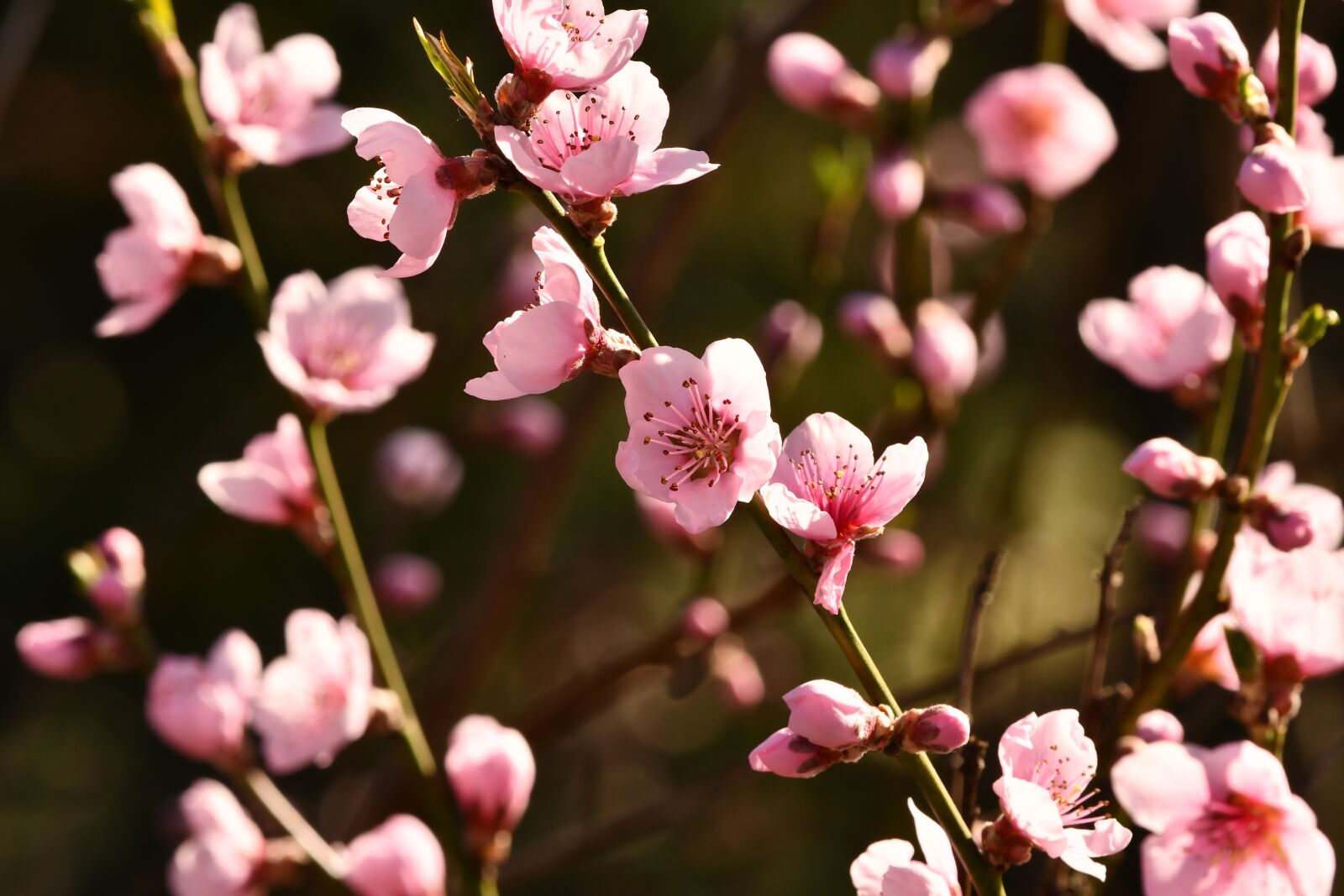 Nikon D7500 sample photo. Flowers, pesco, spring photography