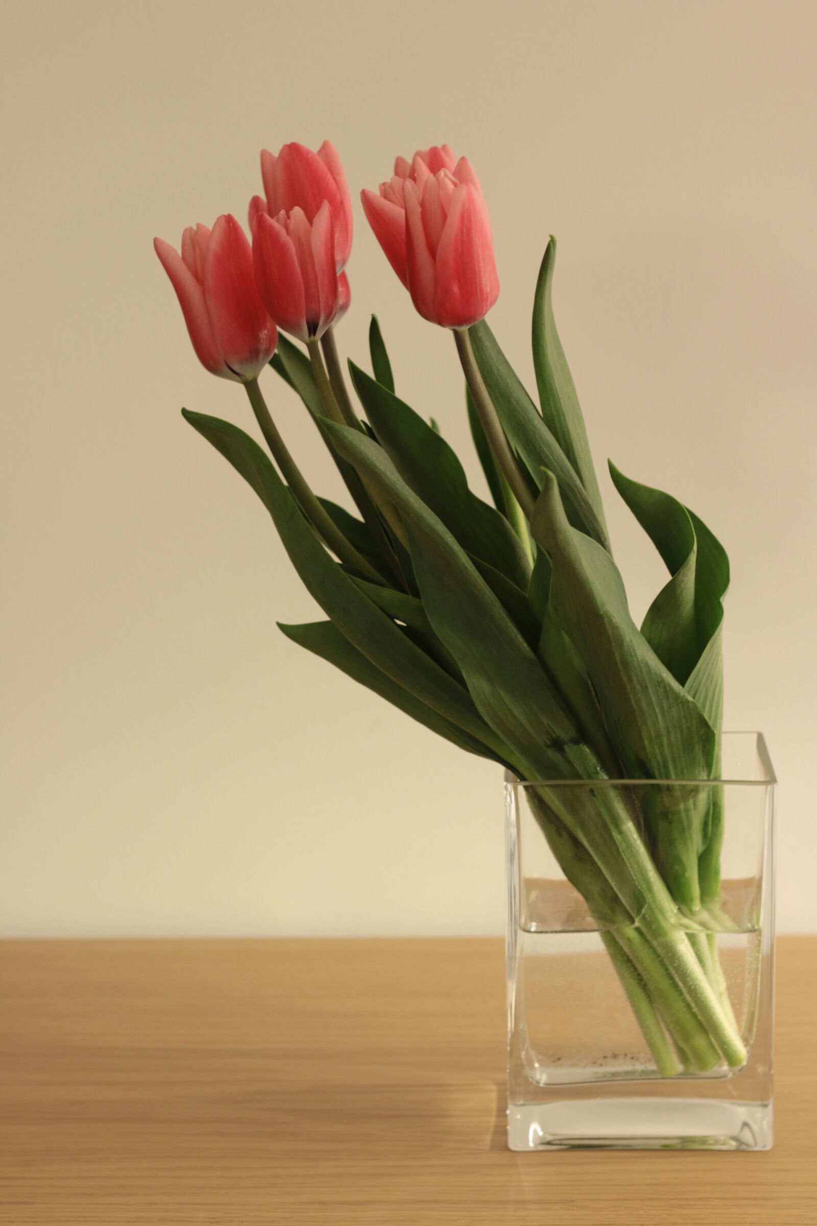 Canon EOS 70D + Canon EF 50mm F1.8 II sample photo. Flowers, spring photography