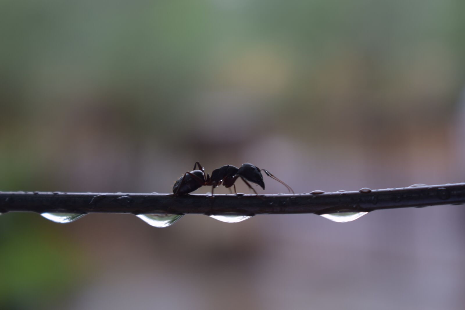 Nikon D3300 sample photo. Water, drops, water drop photography