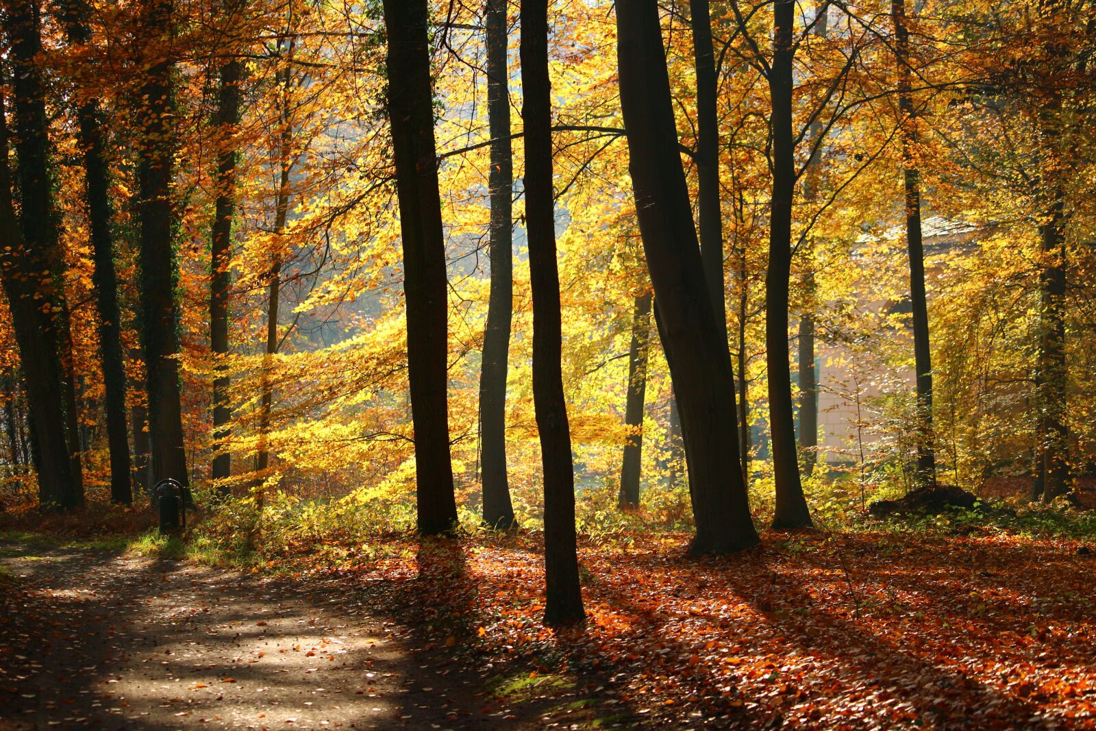 Canon EOS 100D (EOS Rebel SL1 / EOS Kiss X7) sample photo. Autumn, forest, park photography