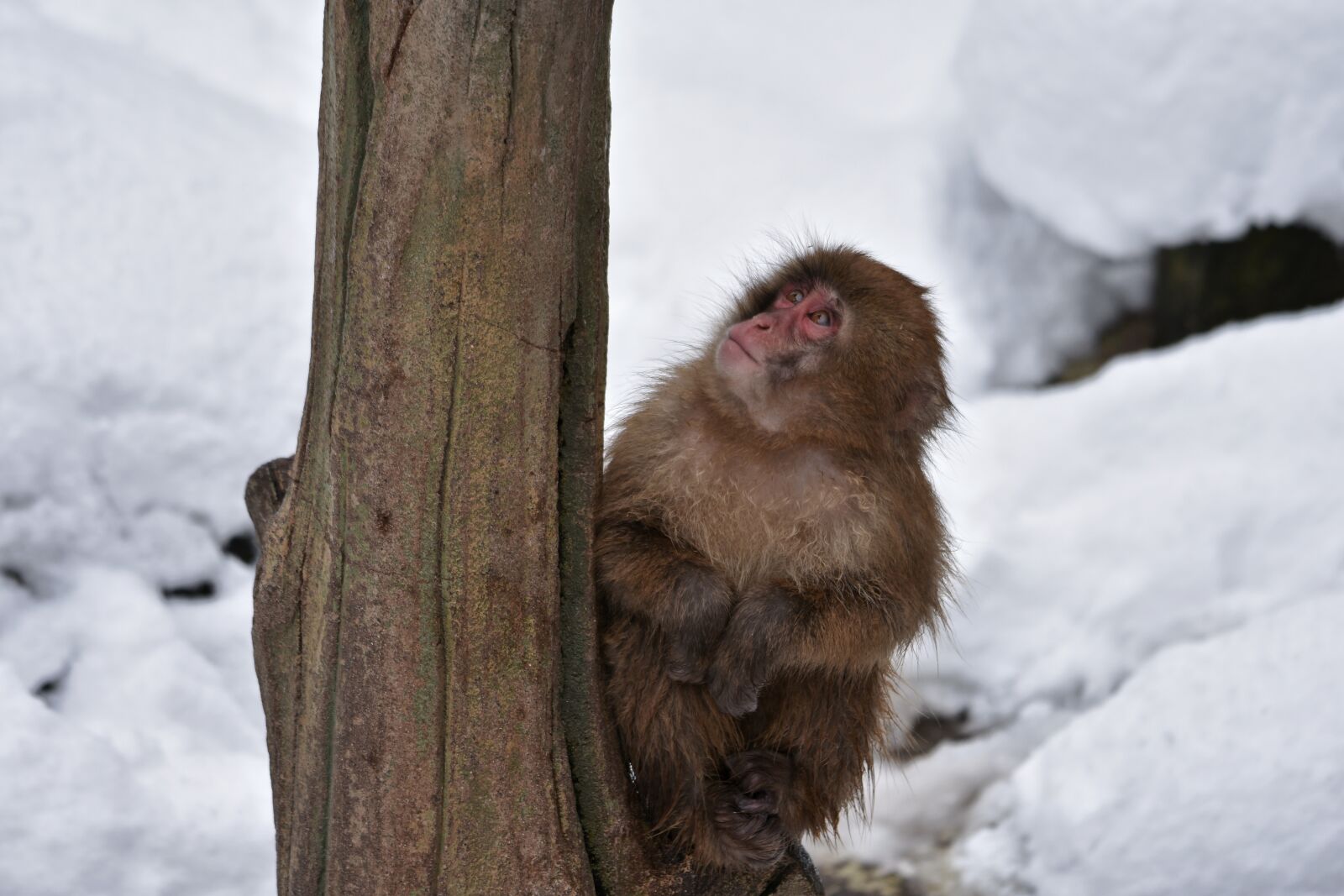 Nikon D7200 sample photo. Animal, monkey, baby japanese photography