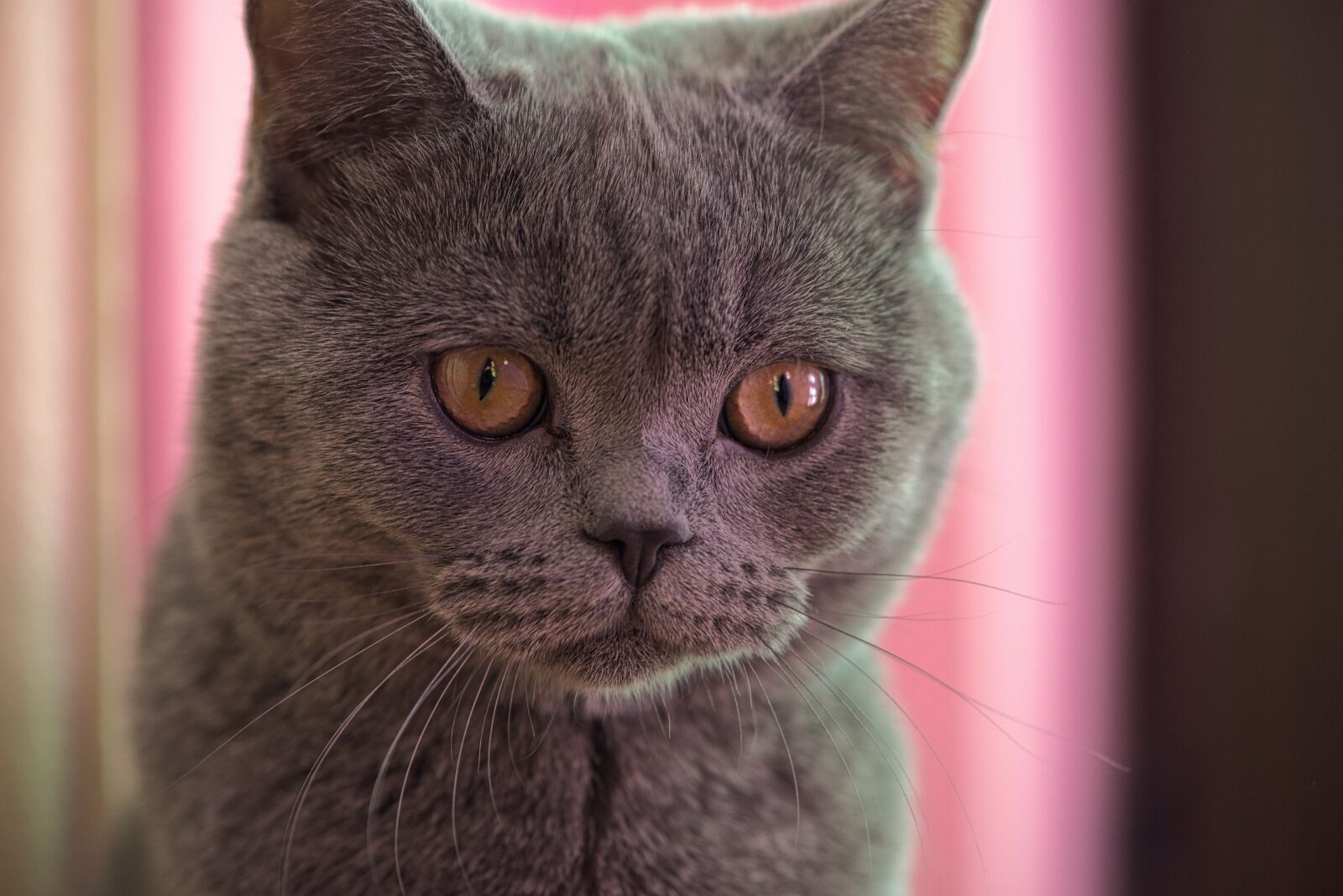 Nikon D800 sample photo. Cat, kitten, macro photography