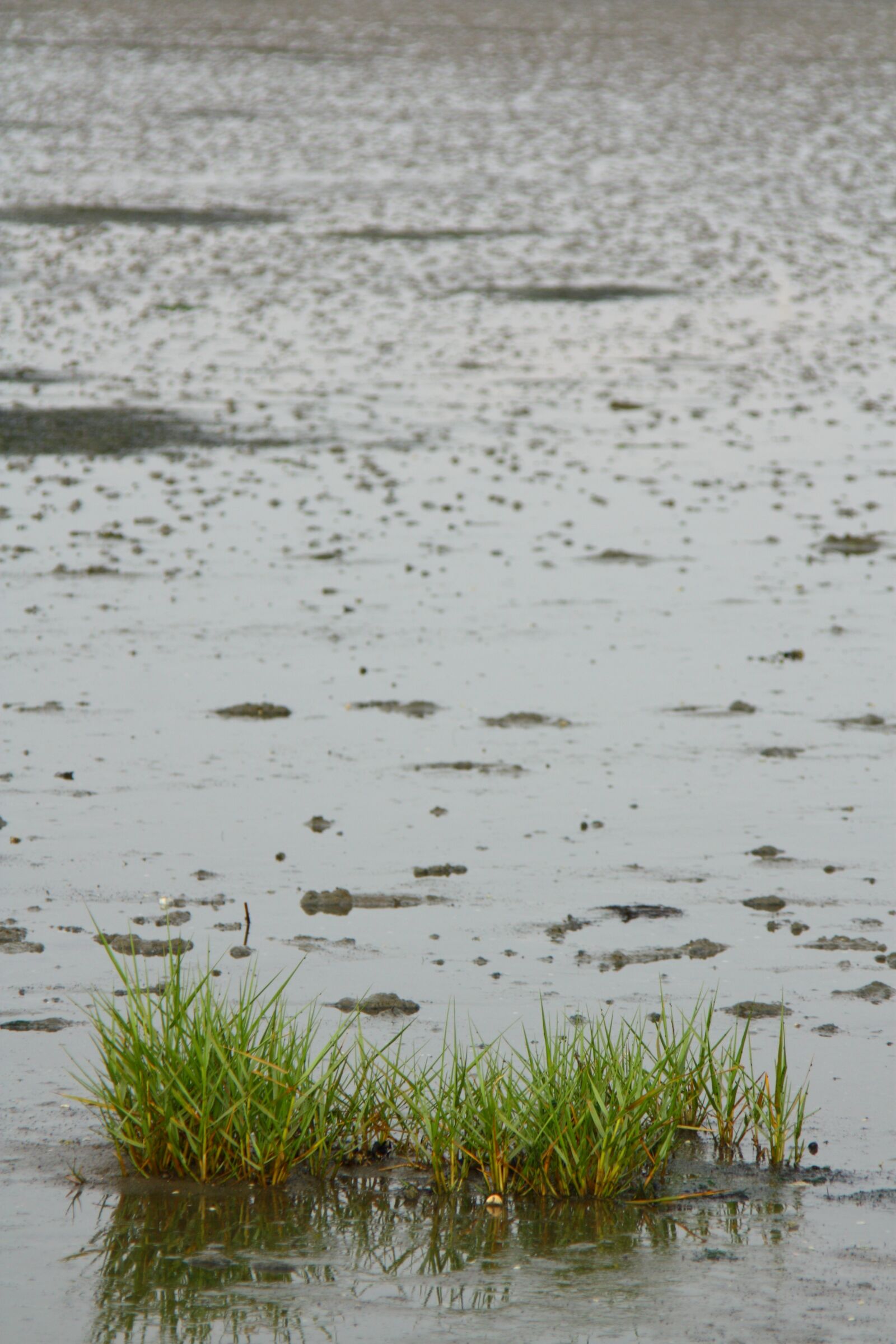Canon EOS 450D (EOS Rebel XSi / EOS Kiss X2) sample photo. Sea grass, land reclamation photography
