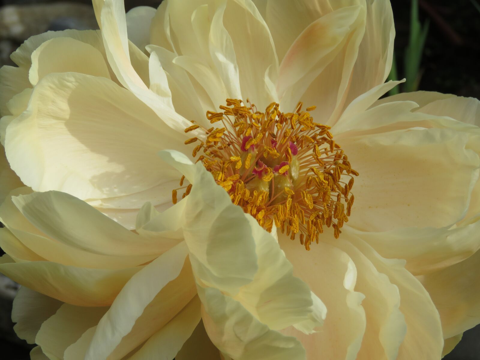 Canon PowerShot SX60 HS sample photo. Peony, coral charm, bouquet photography