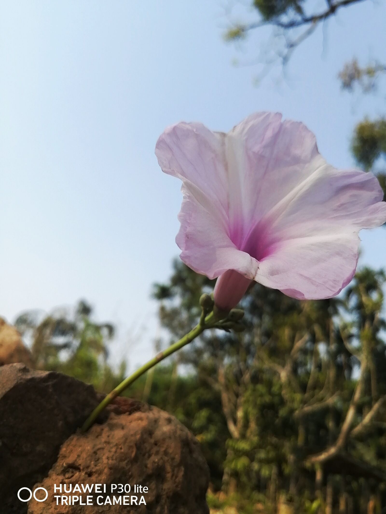 HUAWEI P30 LITE sample photo. Village, flower, beauty photography