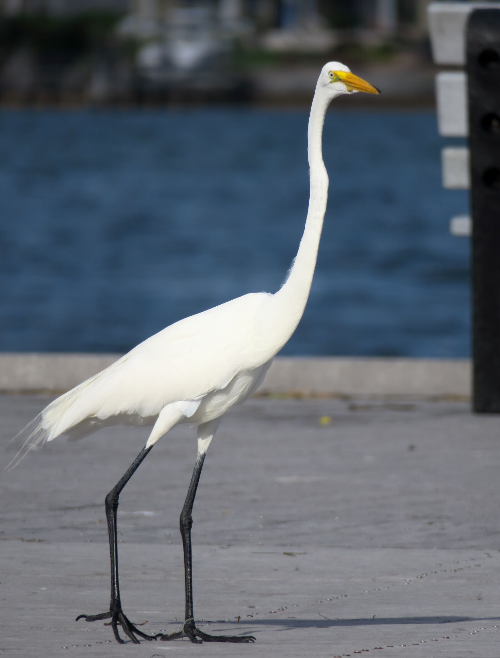Canon PowerShot G3 X sample photo. White heron, florida, yellow photography