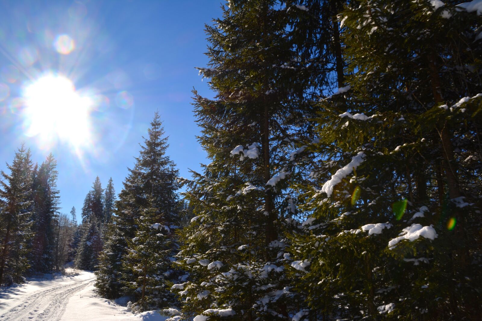 Nikon D5200 sample photo. Forest, trees, snow photography