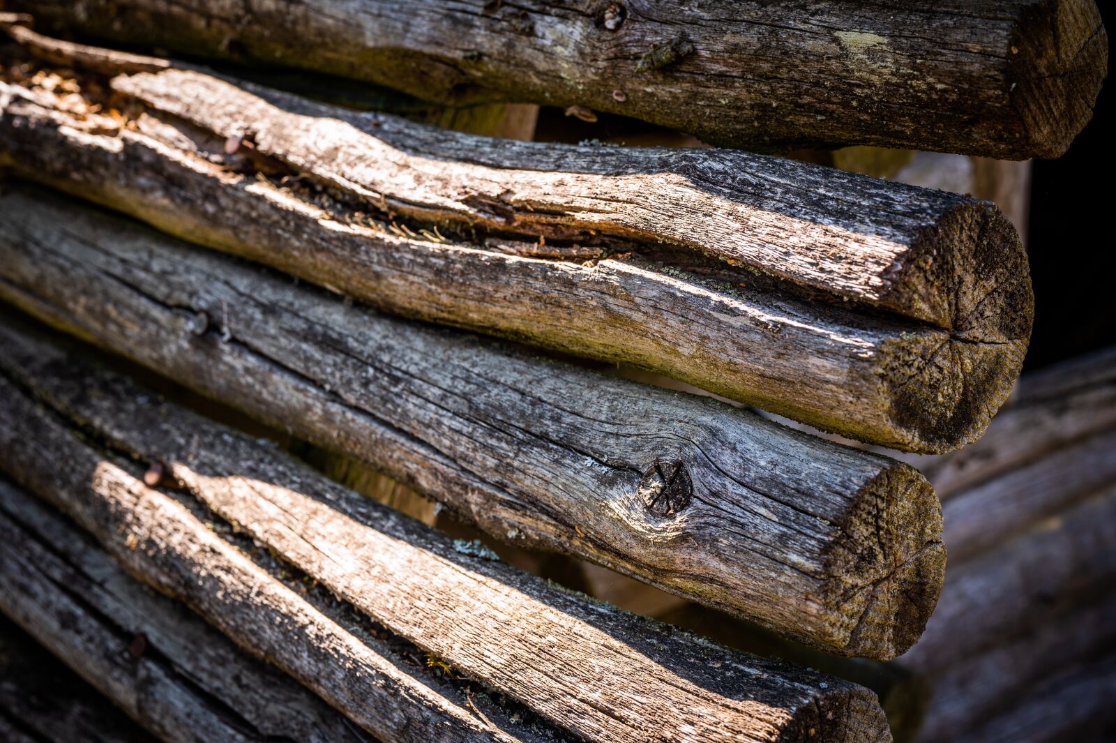 Nikon Nikkor Z 50mm F1.8 S sample photo. Tree, board, nature photography