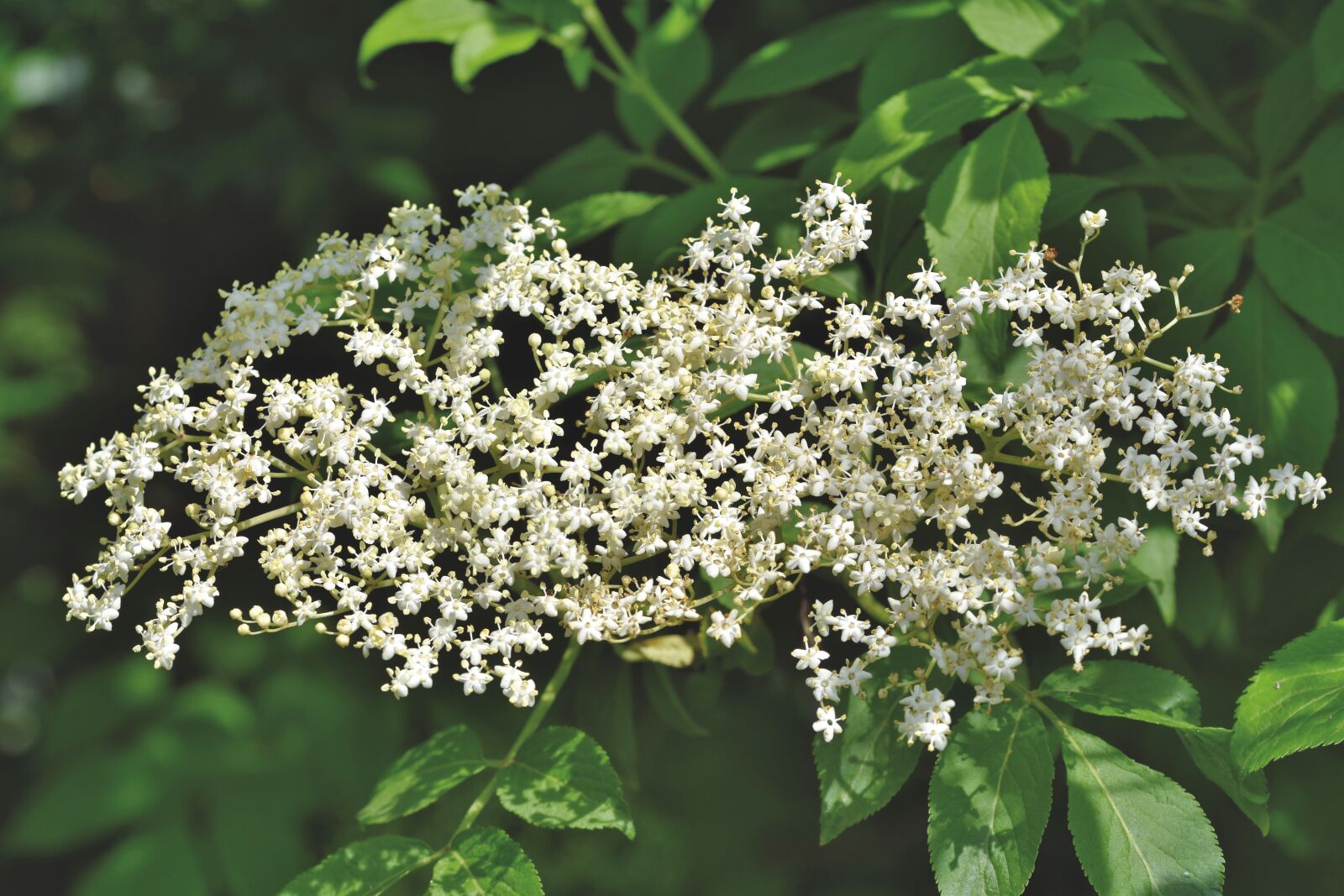Nikon D7200 sample photo. Elder, elderflower, holder bush photography