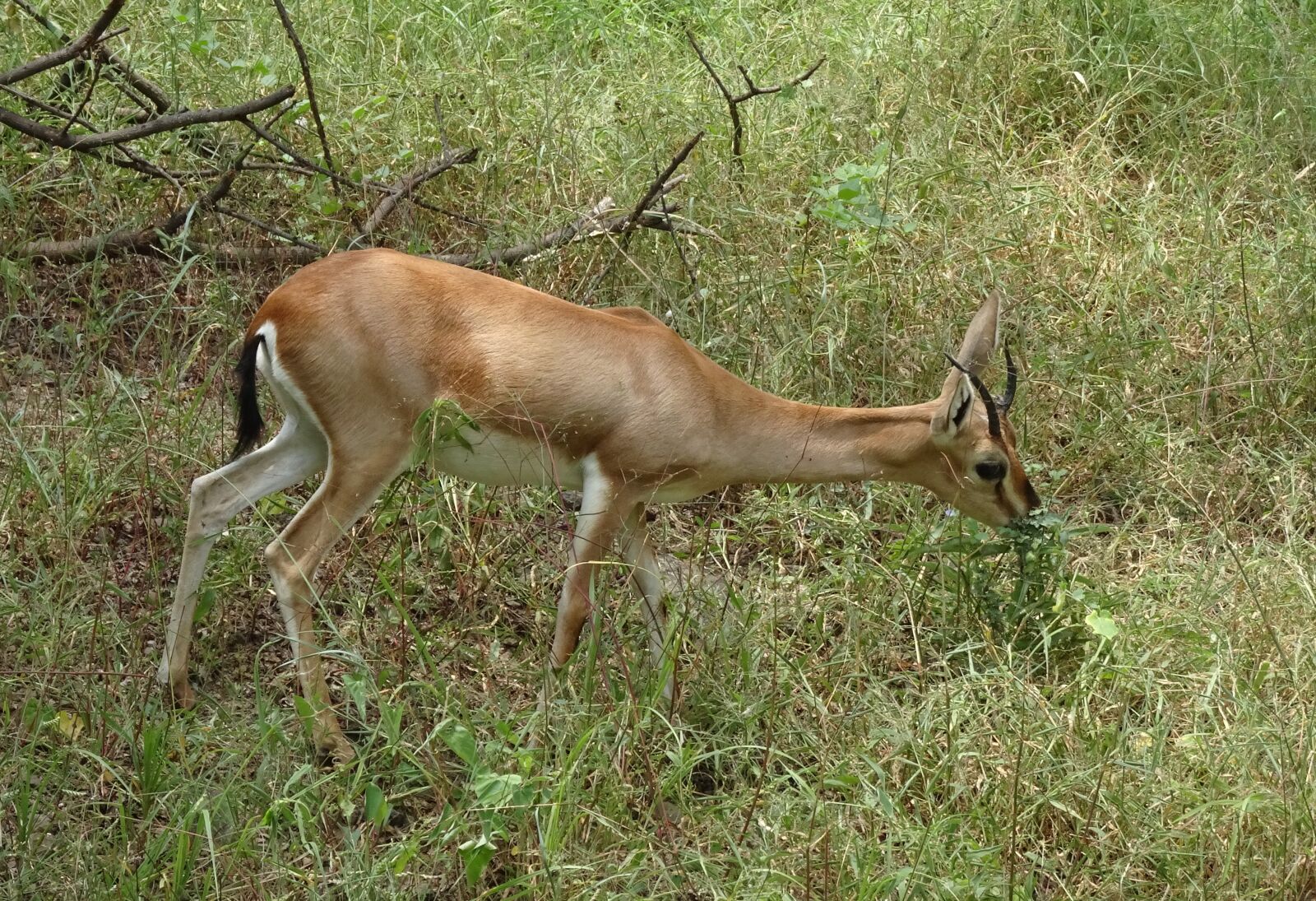 Sony Cyber-shot DSC-HX90V sample photo. Chinkara, gazella bennettii, indian photography