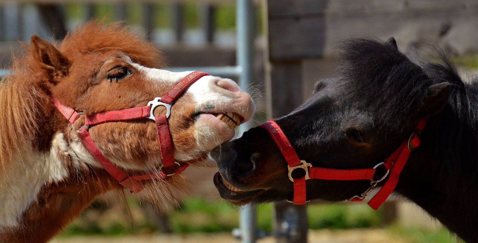 Nikon D3200 sample photo. Horses, play, funny photography