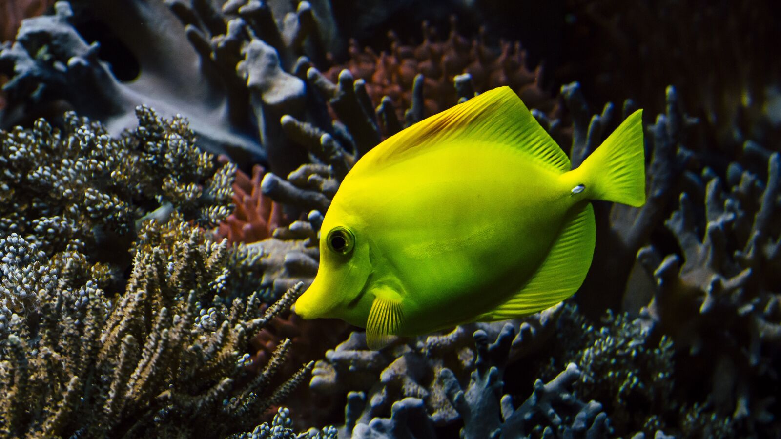 Canon EOS 650D (EOS Rebel T4i / EOS Kiss X6i) sample photo. Hawaii doctor fish, coral photography