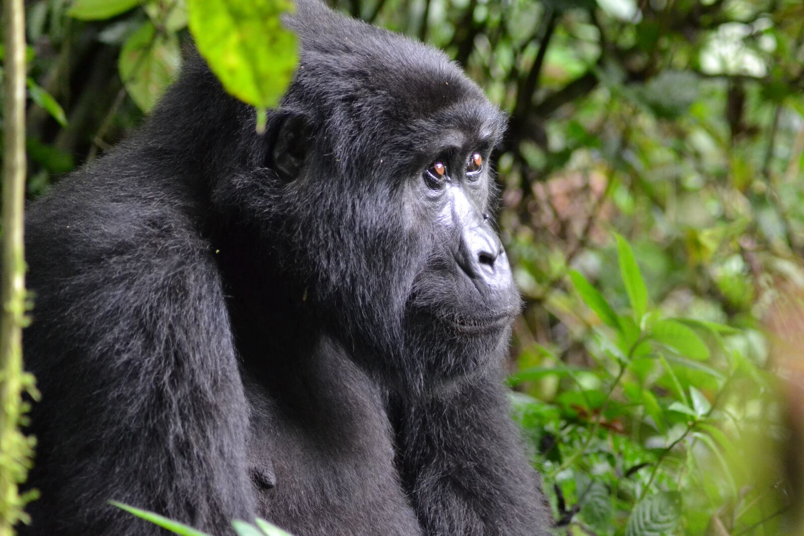 Nikon D3100 sample photo. Gorilla, uganda, bwindi photography