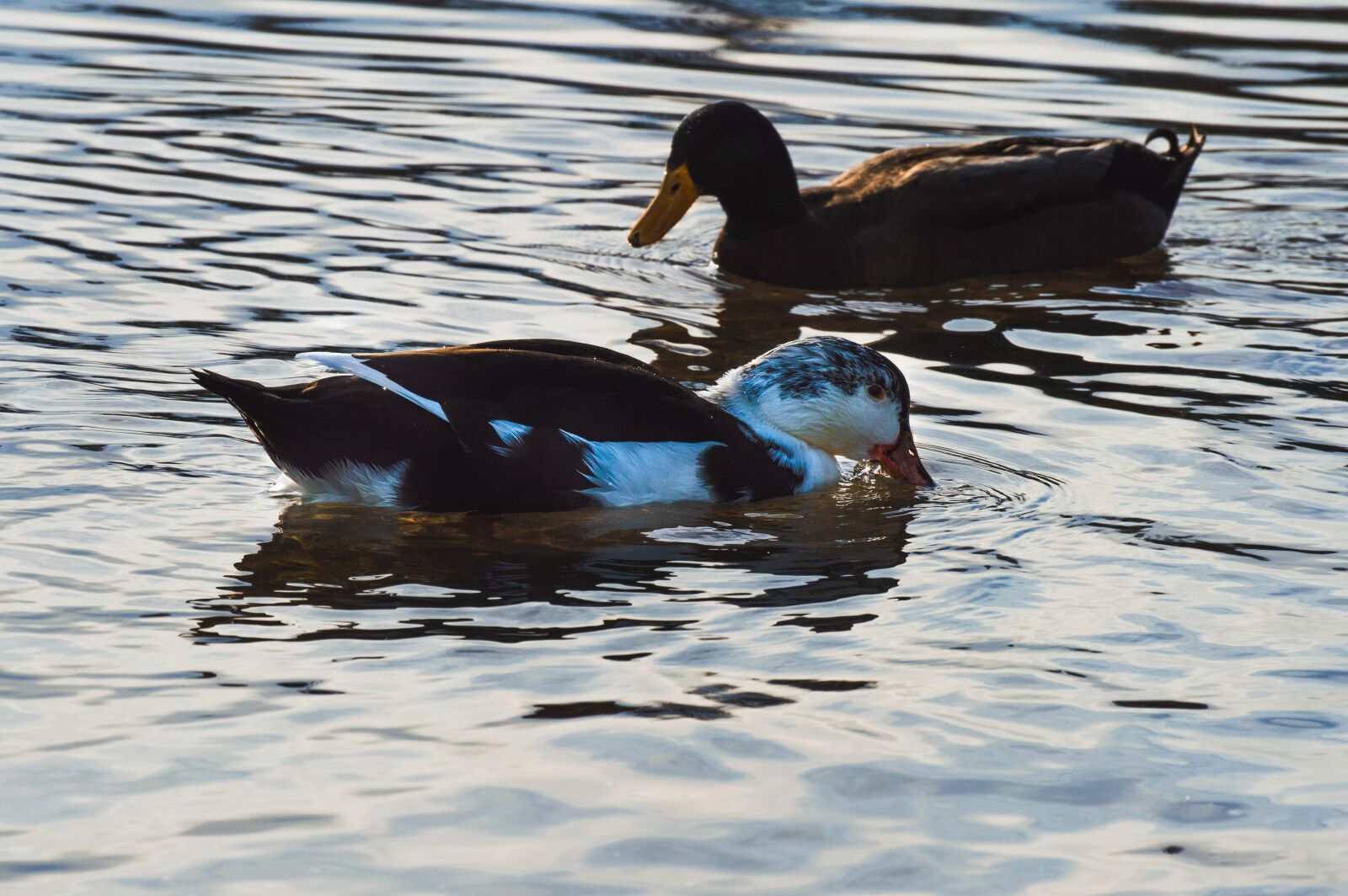 Nikon D3200 sample photo. Ducks, wildlife, fowl photography