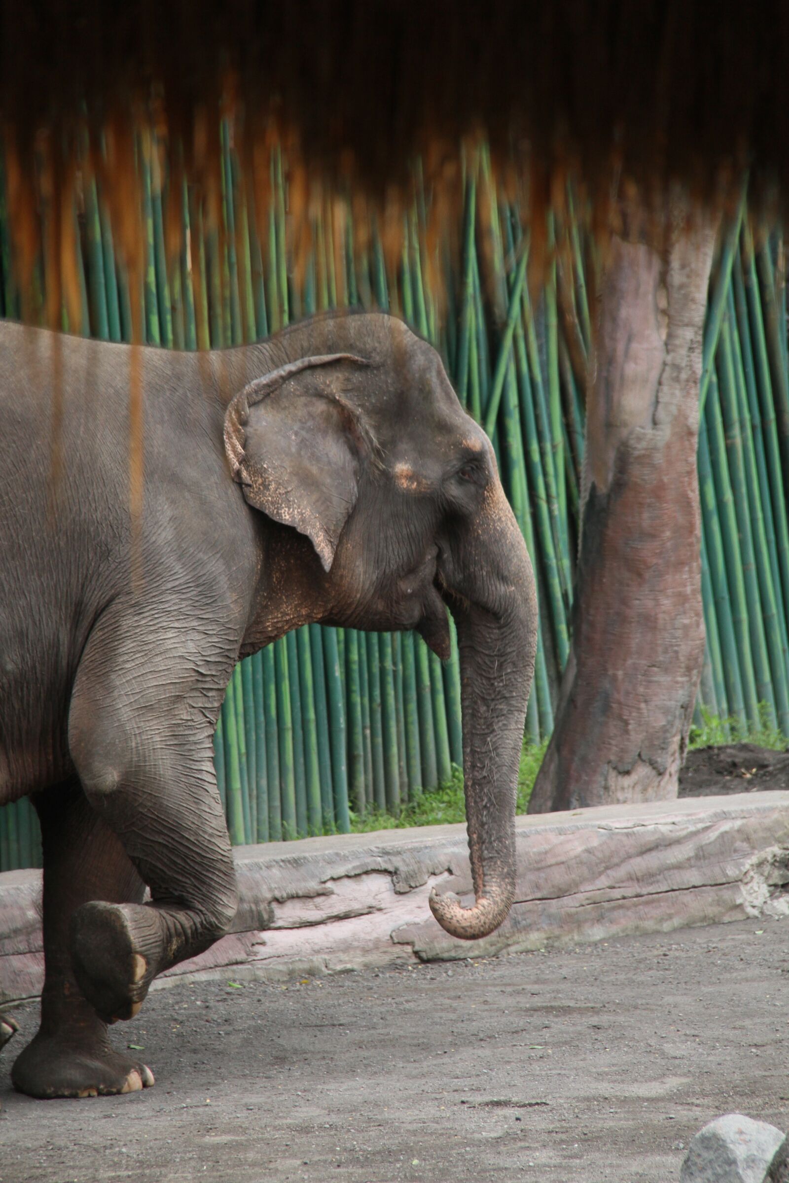 Canon EF-S 18-200mm F3.5-5.6 IS sample photo. Elephant, animal, bali photography