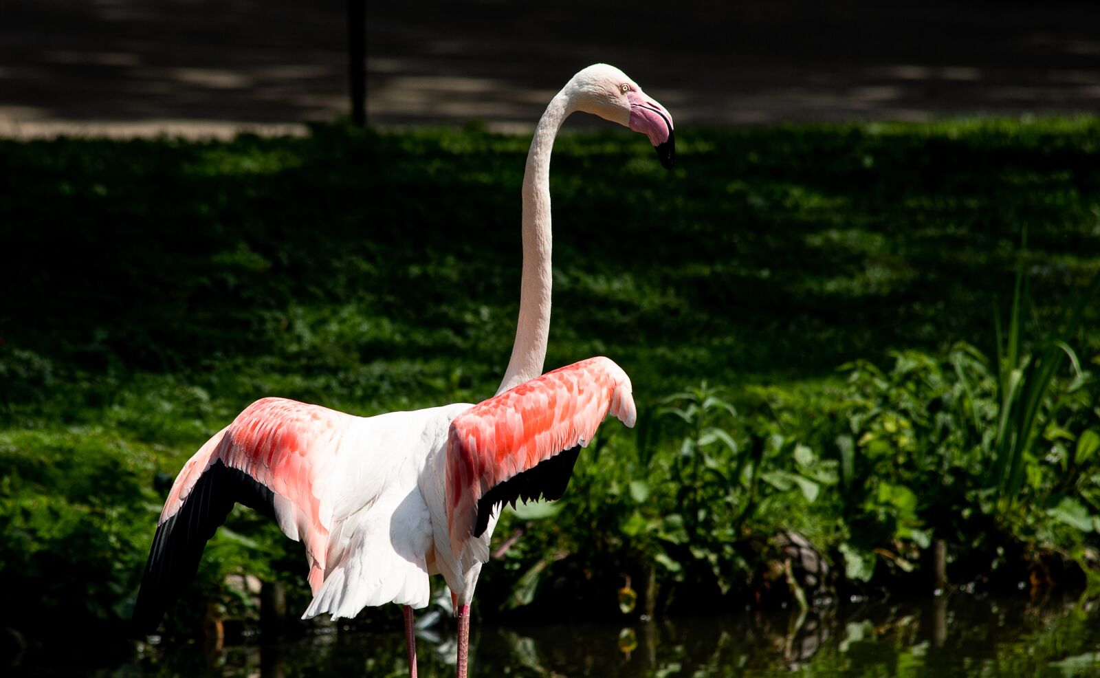 Canon EF 70-300mm F4-5.6 IS USM sample photo. Flamingo, bird, animal photography
