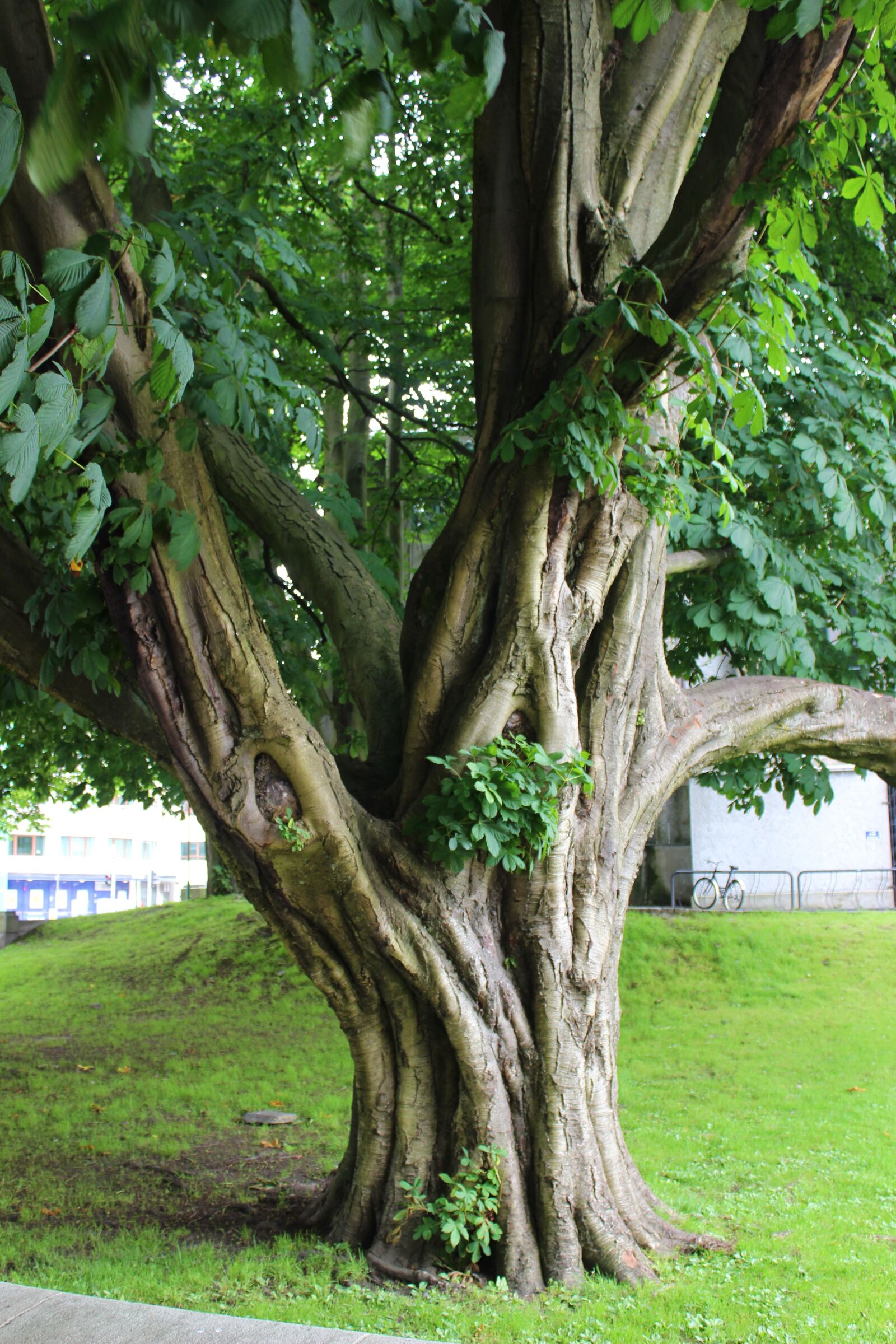 Canon EOS 600D (Rebel EOS T3i / EOS Kiss X5) sample photo. Tree, nature, landscape photography